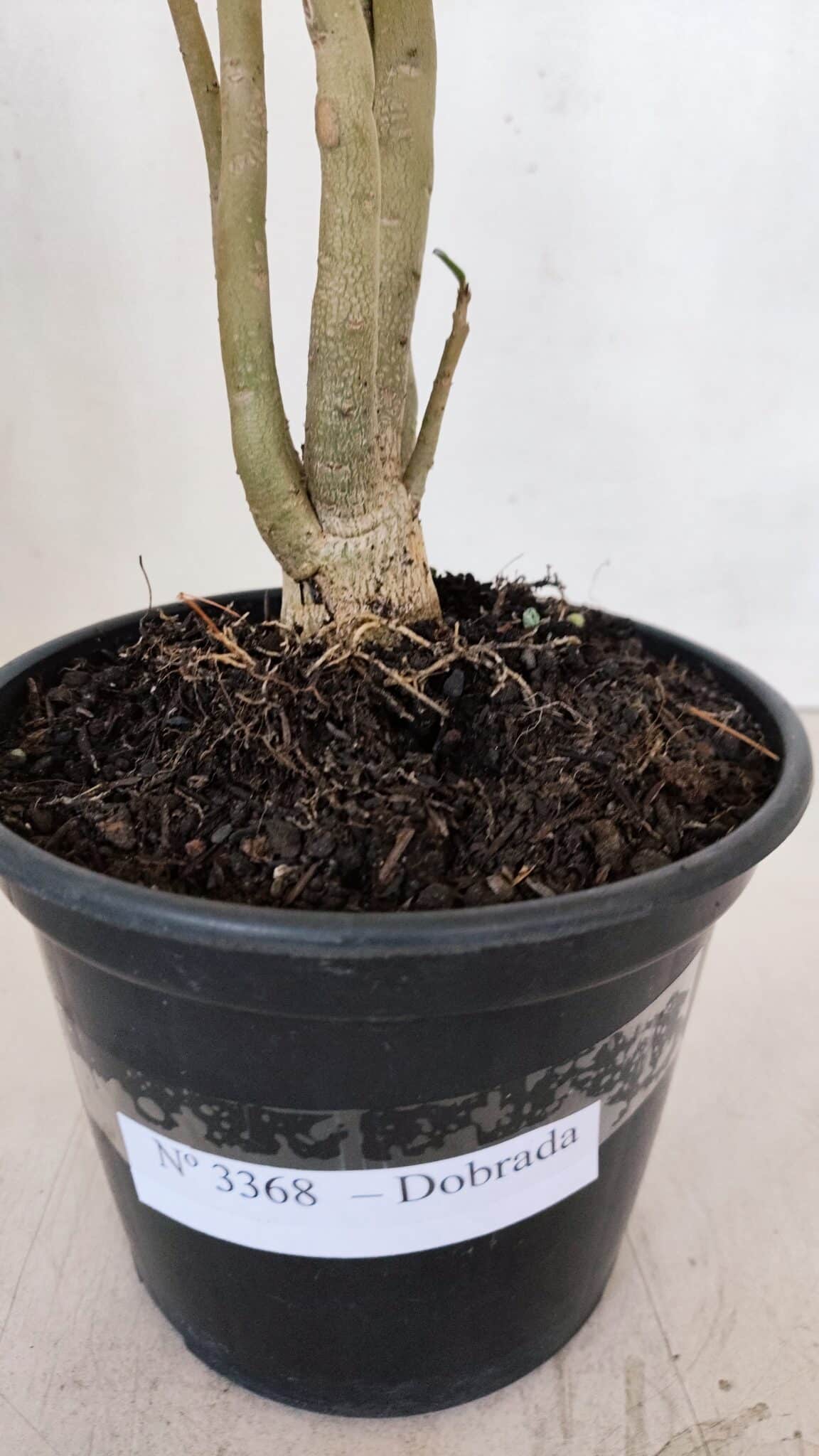 Planta Dobrada 3368 – 35cm – 03 anos - foto 6