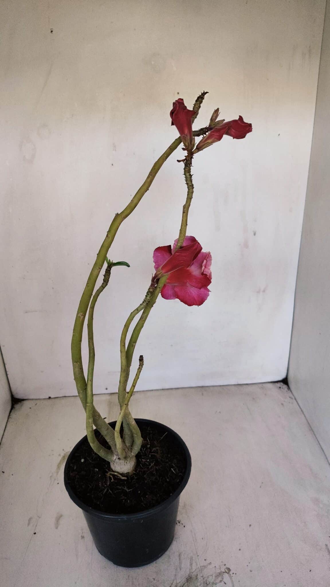 Planta Dobrada 3368 – 35cm – 03 anos - foto 5