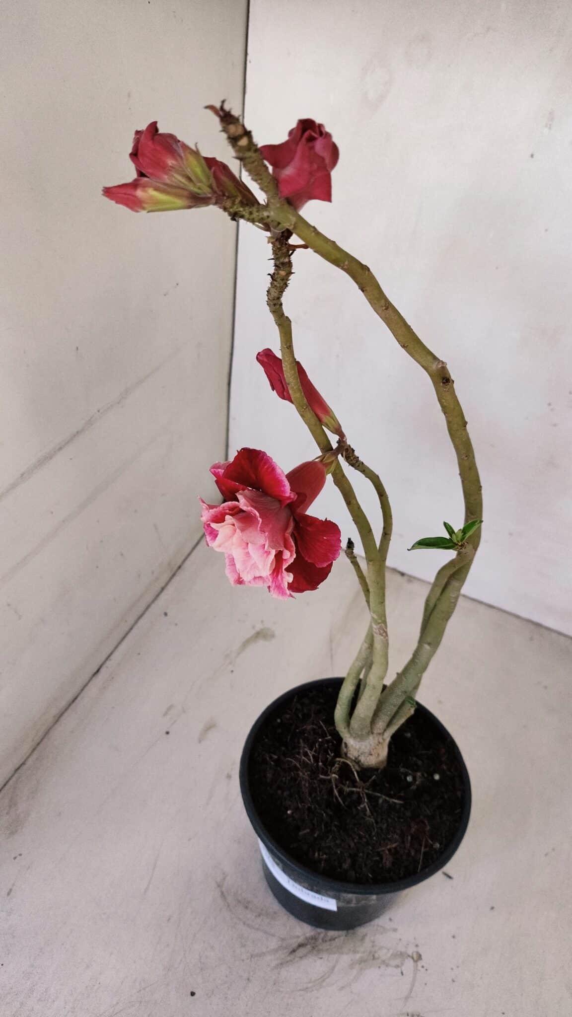 Planta Dobrada 3368 – 35cm – 03 anos - foto 4