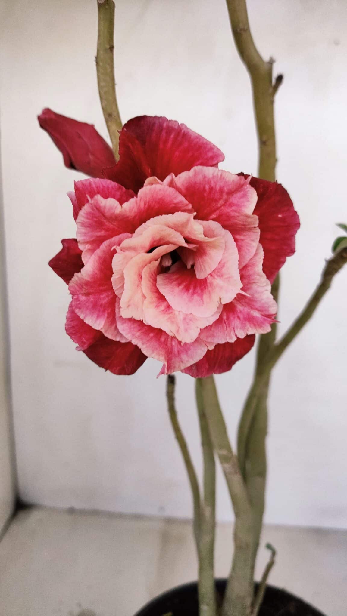 Planta Dobrada 3368 – 35cm – 03 anos - foto 3