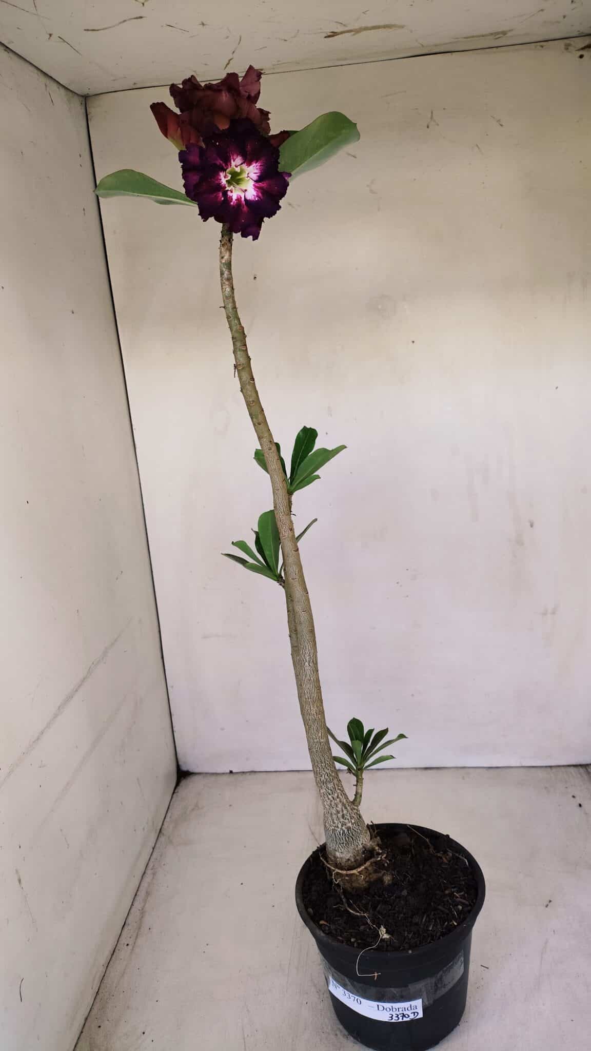 Planta Dobrada 3370 – 35cm – 03 anos - foto 2