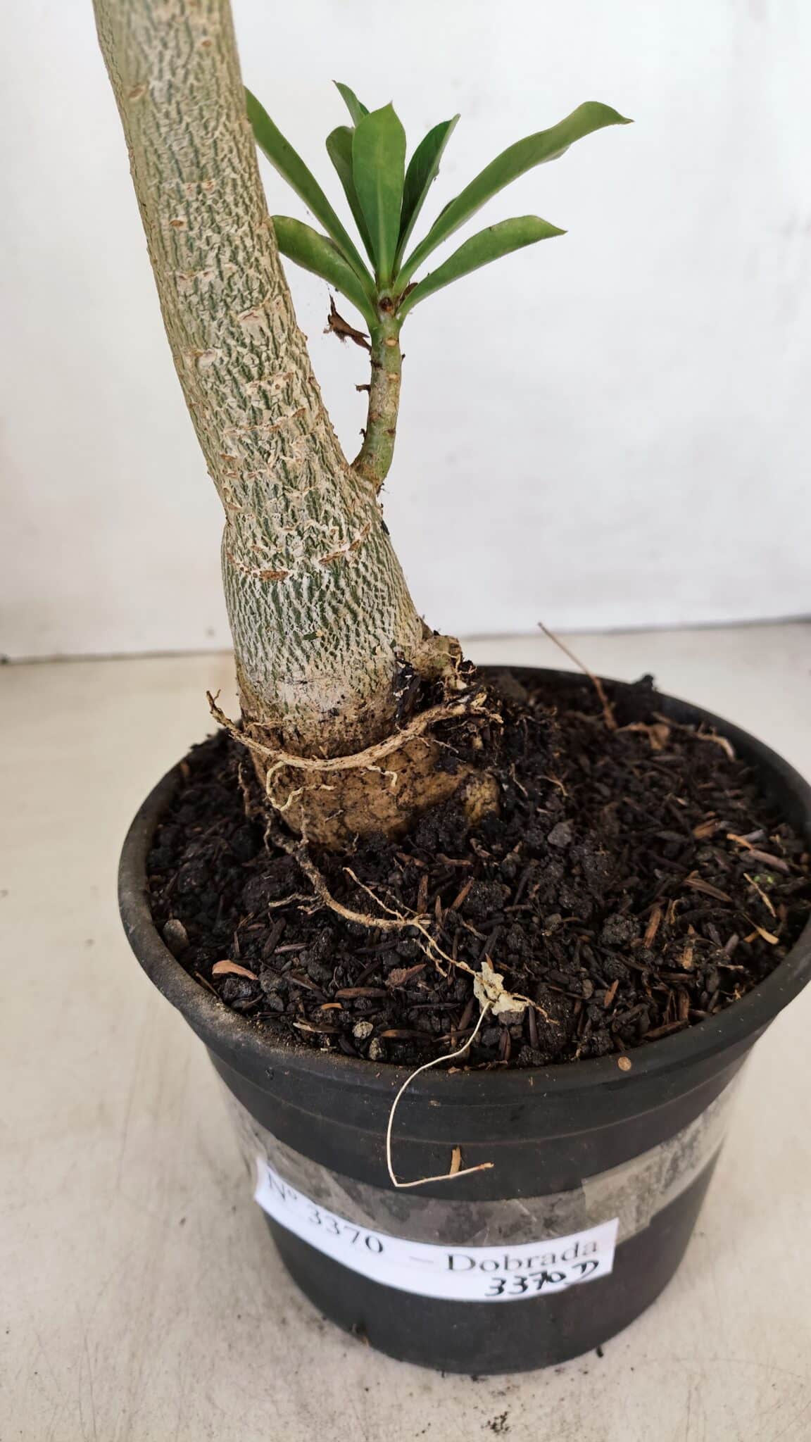 Planta Dobrada 3370 – 35cm – 03 anos - foto 5