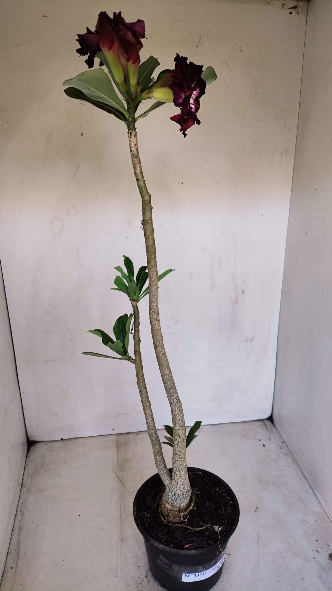 Planta Dobrada 3370 – 35cm – 03 anos - foto 4
