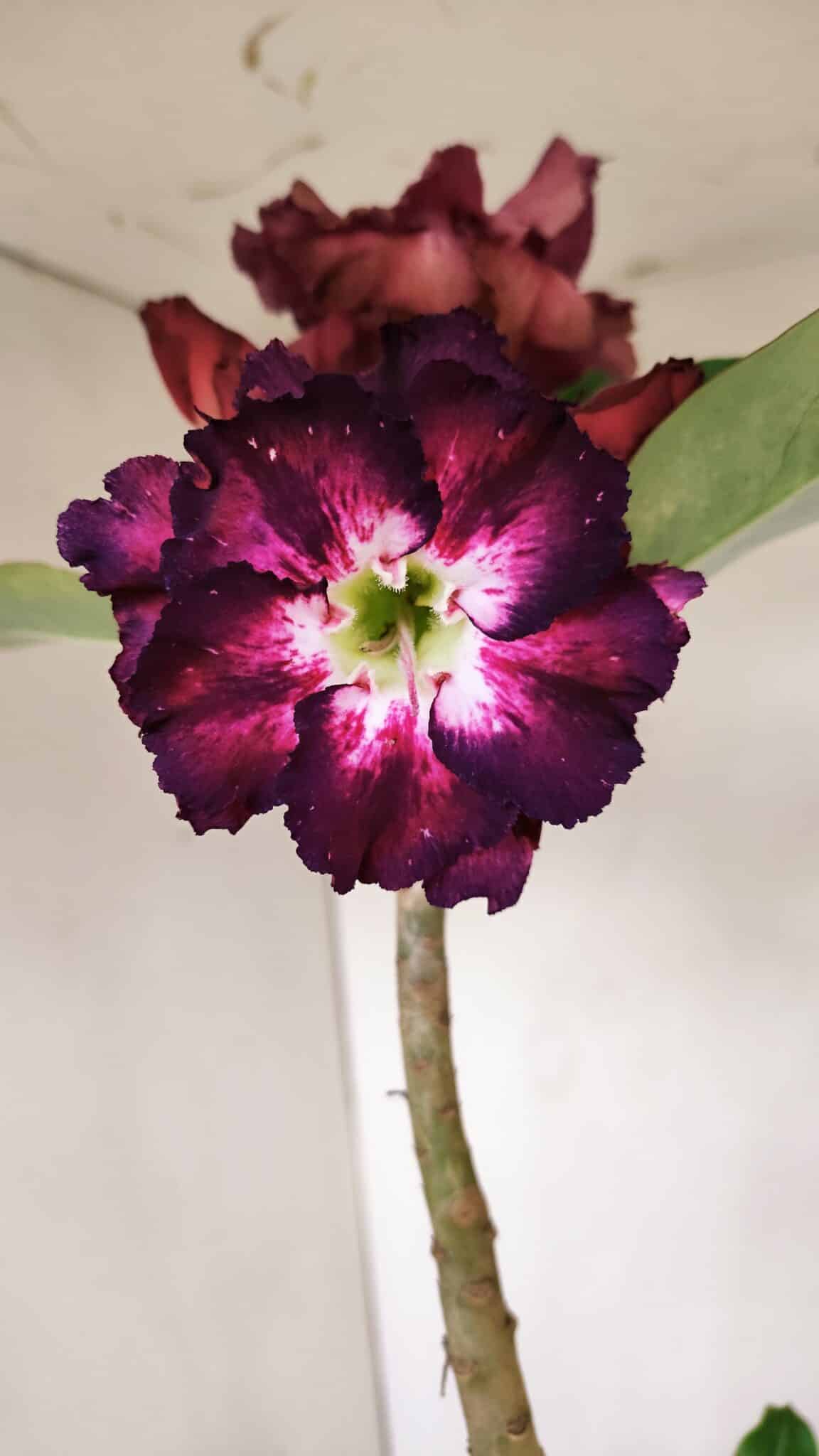 Planta Dobrada 3370 – 35cm – 03 anos - foto 3