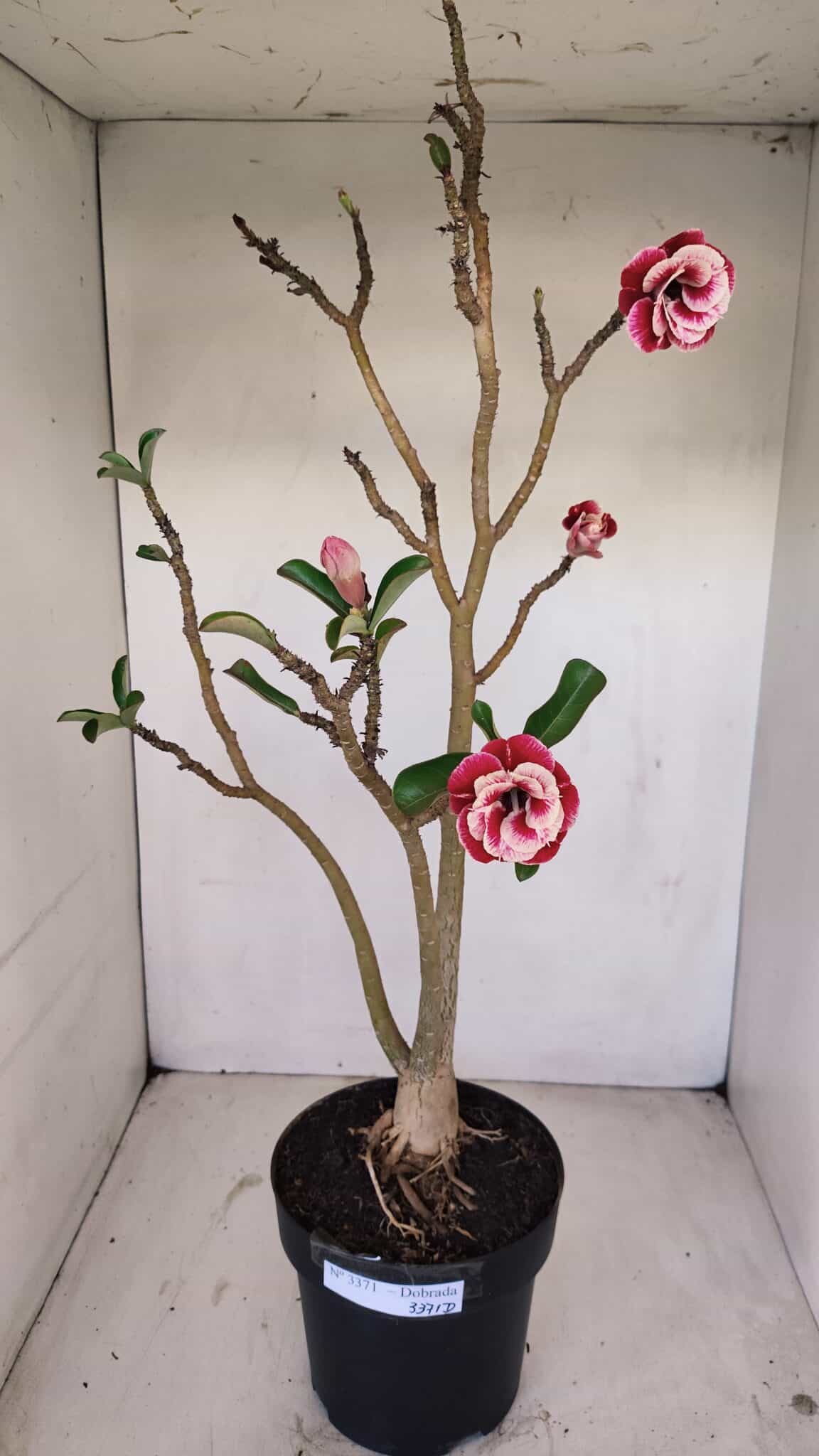 Planta Dobrada 3371 – 50cm – 04 anos - foto 2