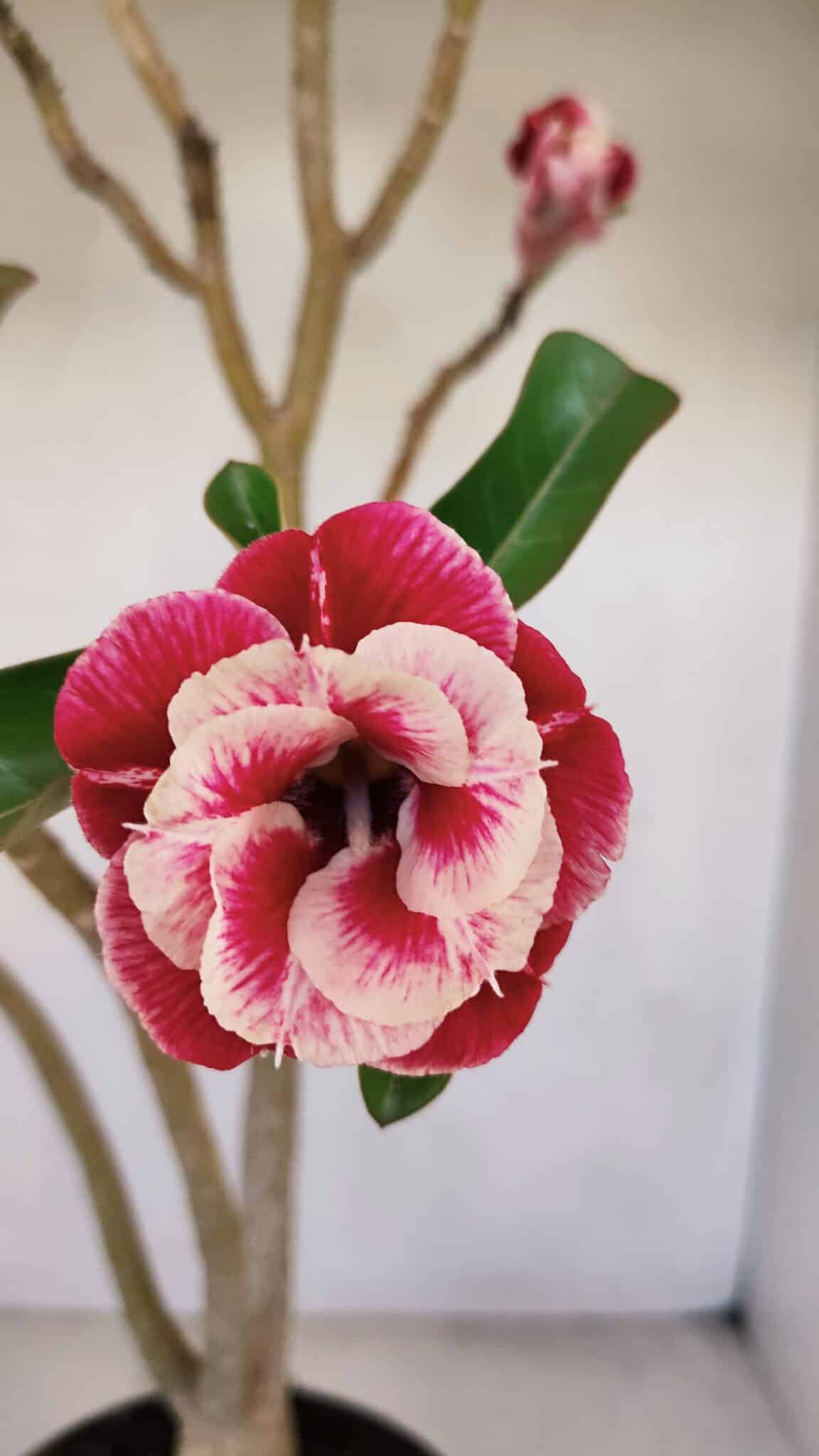 Planta Dobrada 3371 – 50cm – 04 anos - foto 3