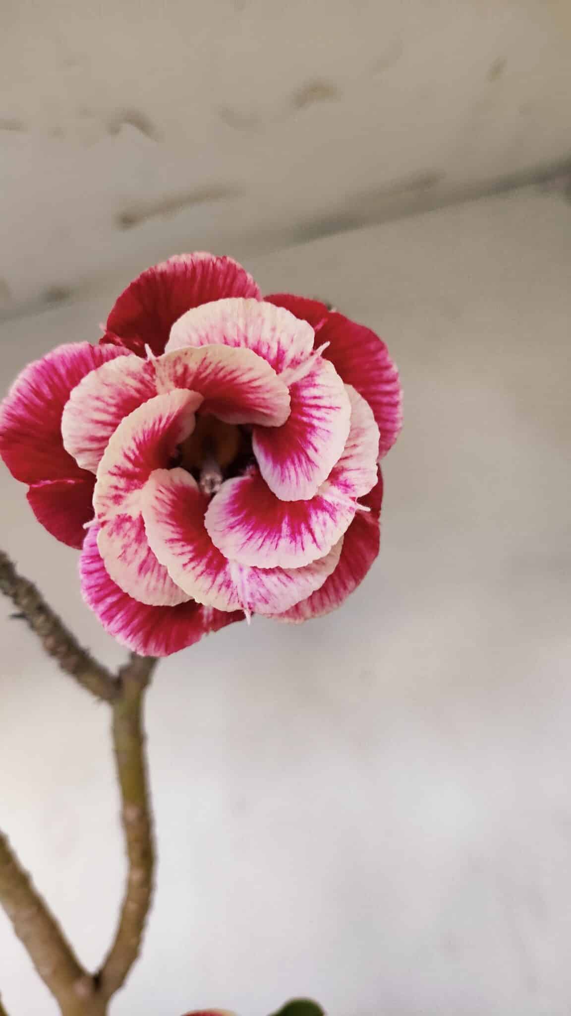 Planta Dobrada 3371 – 50cm – 04 anos - foto 4