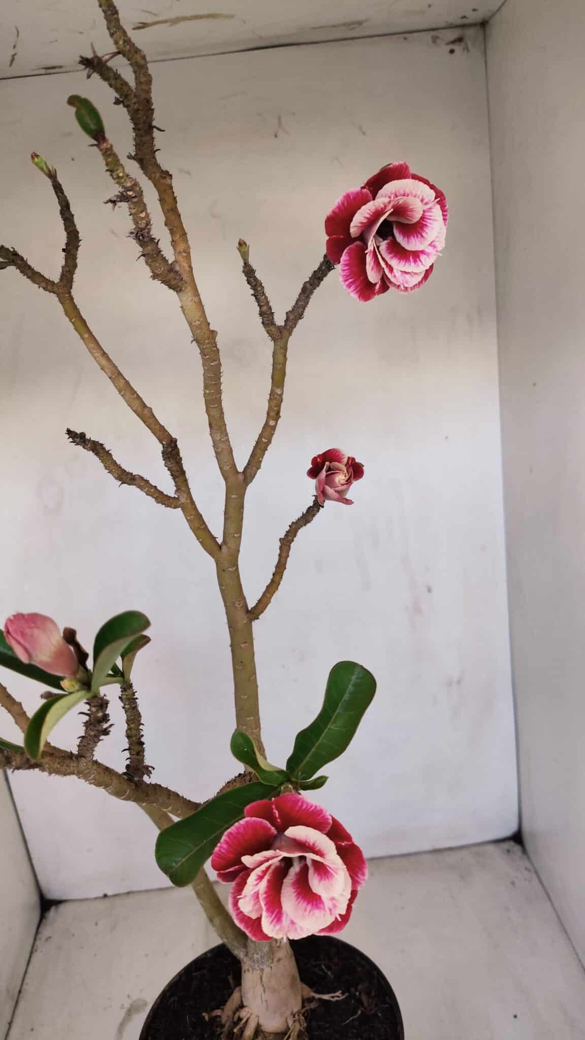 Planta Dobrada 3371 – 50cm – 04 anos - foto 8