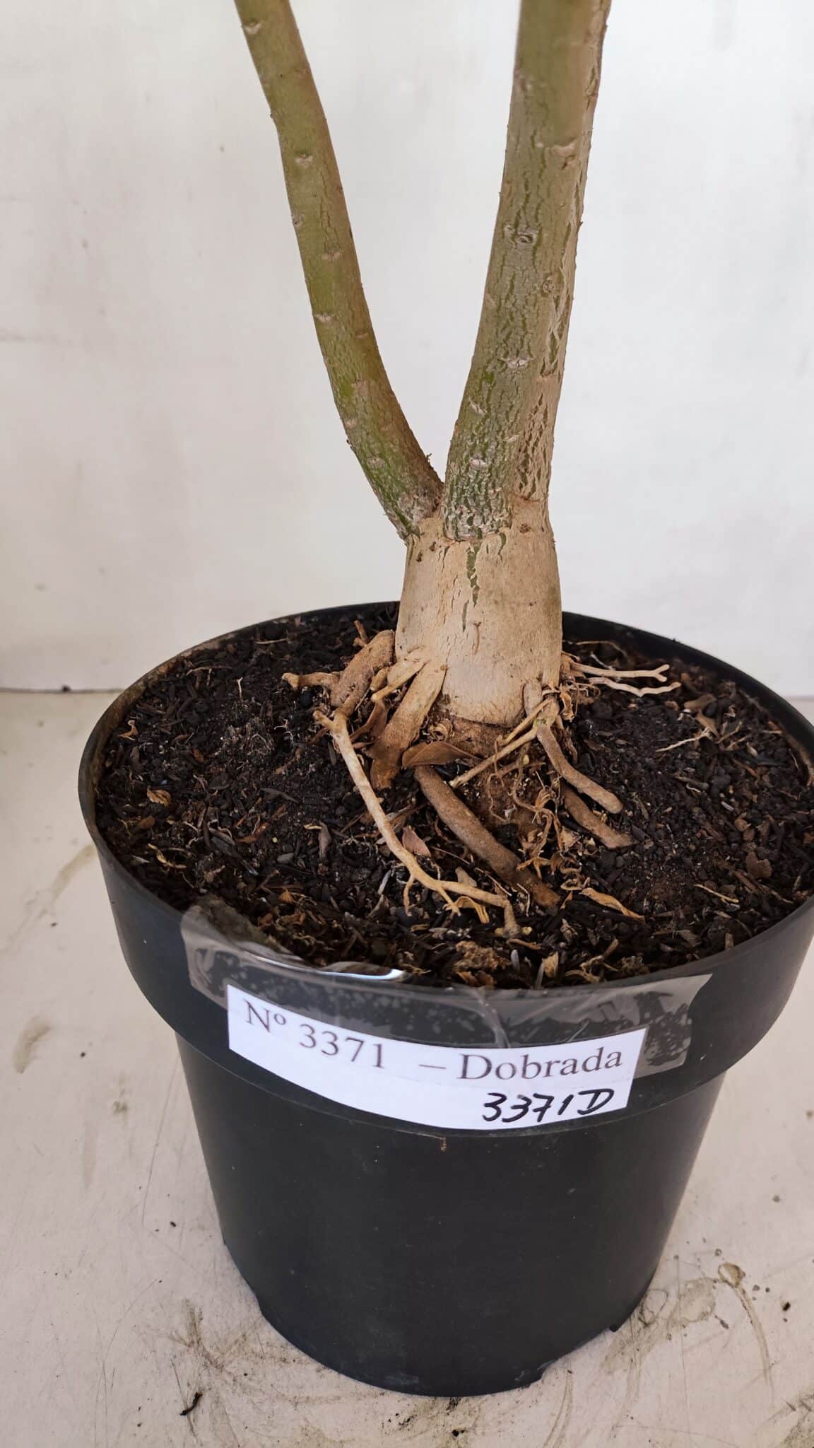 Planta Dobrada 3371 – 50cm – 04 anos - foto 7
