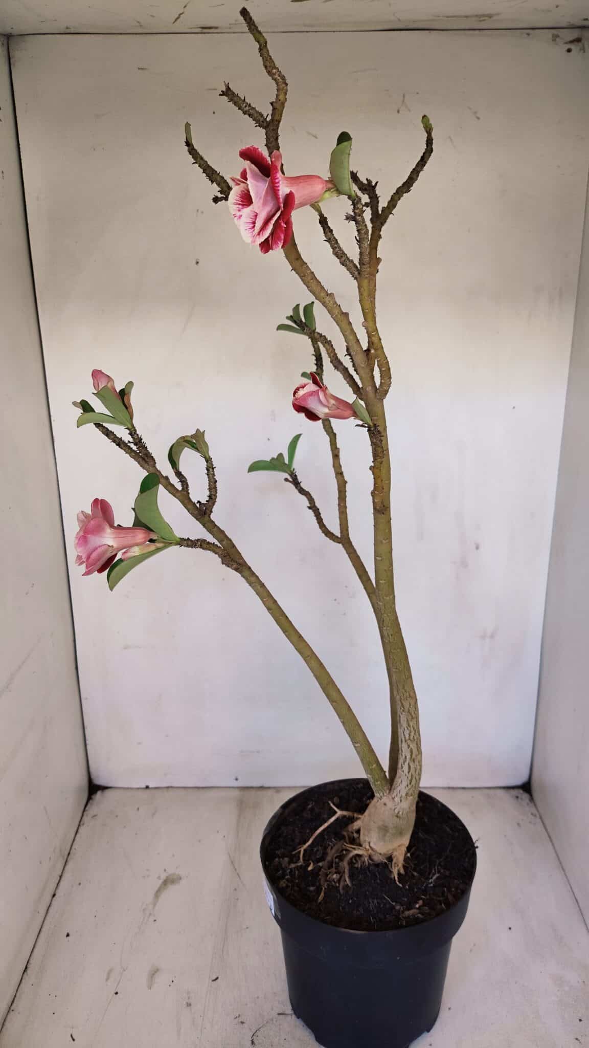 Planta Dobrada 3371 – 50cm – 04 anos - foto 6