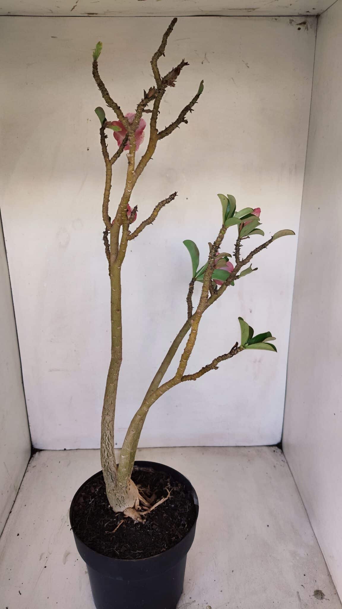 Planta Dobrada 3371 – 50cm – 04 anos - foto 5
