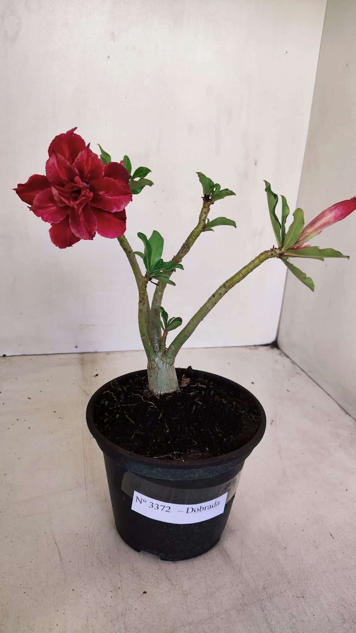 Planta Dobrada 3372 – 25cm – 02 anos - foto 2