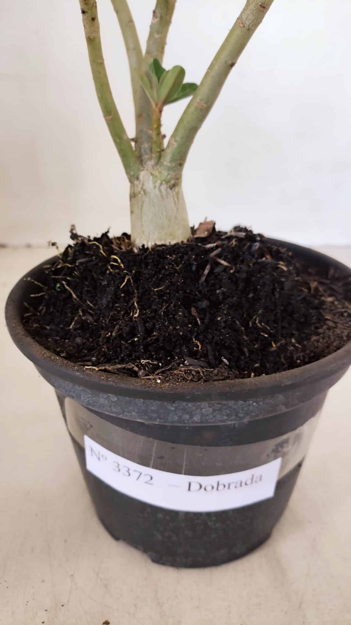 Planta Dobrada 3372 – 25cm – 02 anos - foto 8