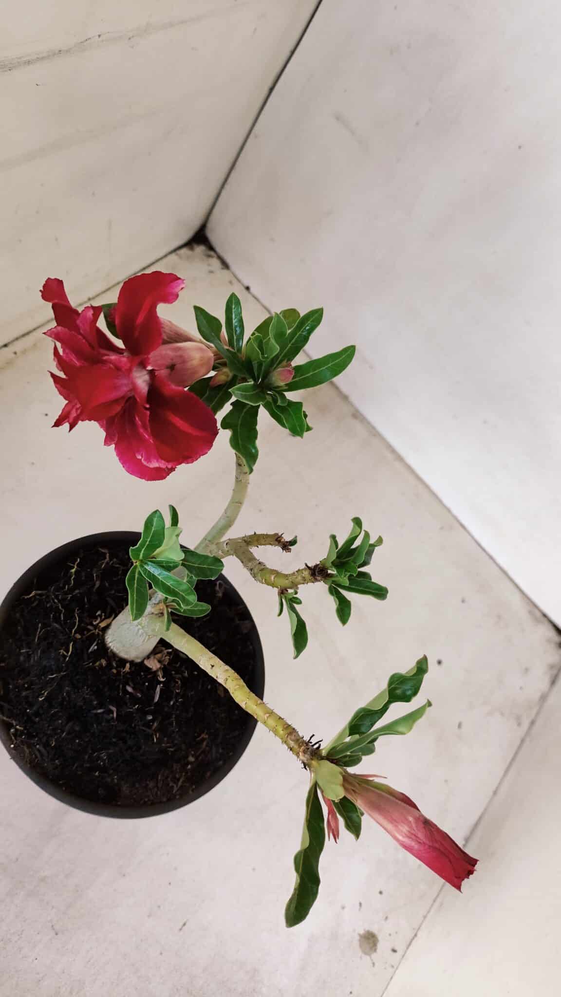 Planta Dobrada 3372 – 25cm – 02 anos - foto 5