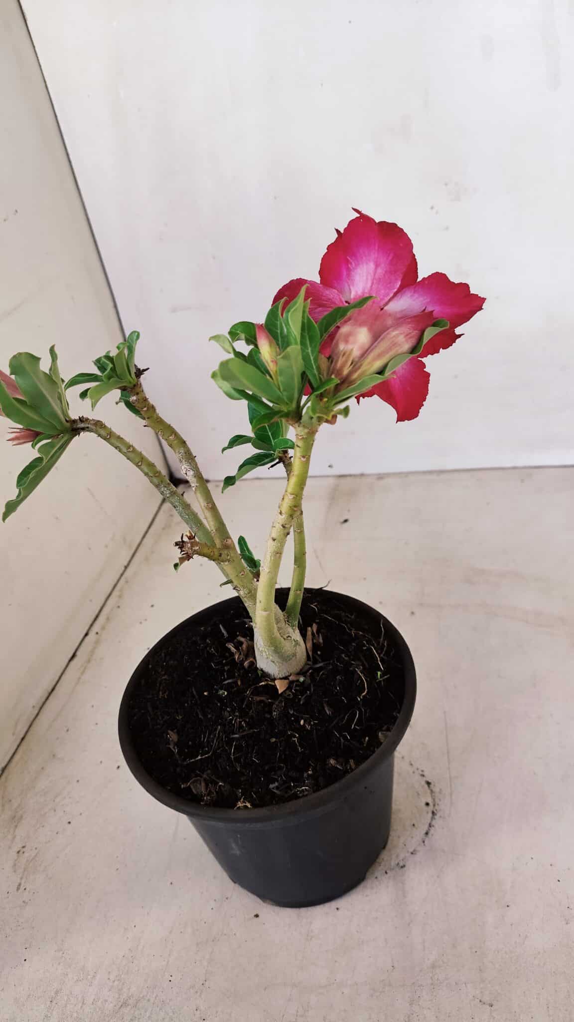 Planta Dobrada 3372 – 25cm – 02 anos - foto 7