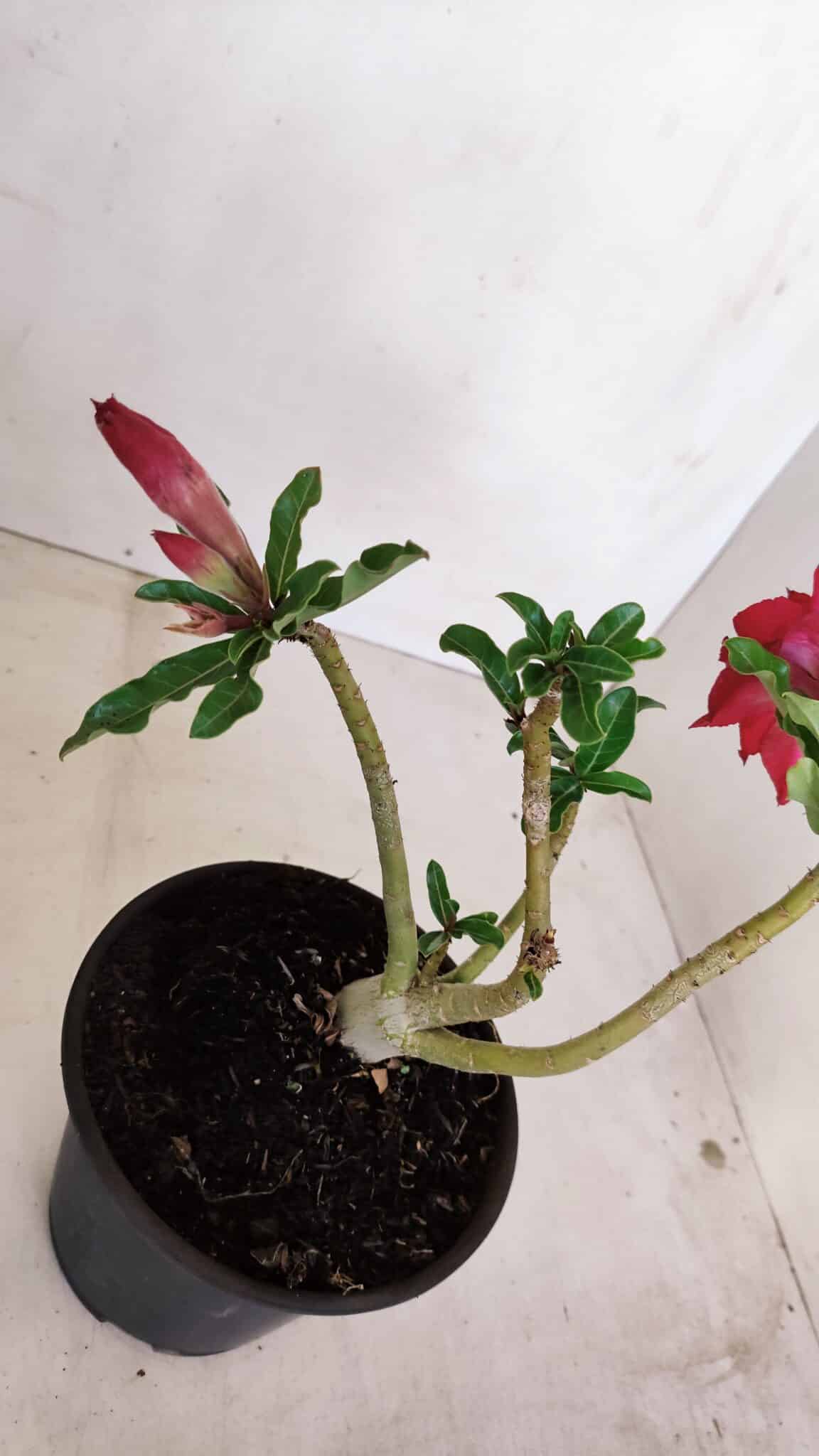 Planta Dobrada 3372 – 25cm – 02 anos - foto 6