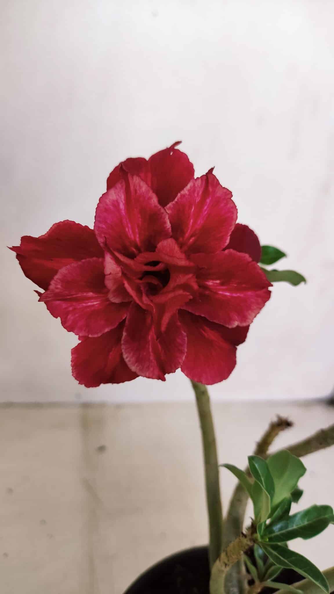 Planta Dobrada 3372 – 25cm – 02 anos - foto 4
