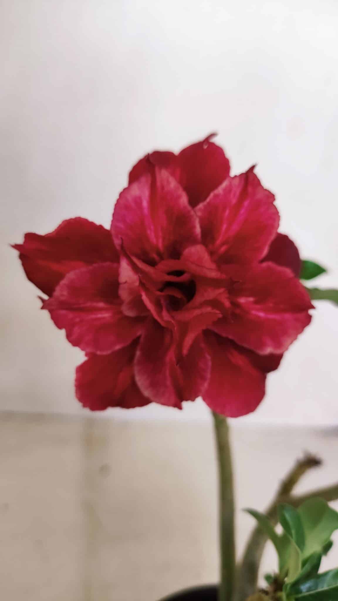 Planta Dobrada 3372 – 25cm – 02 anos - foto 3