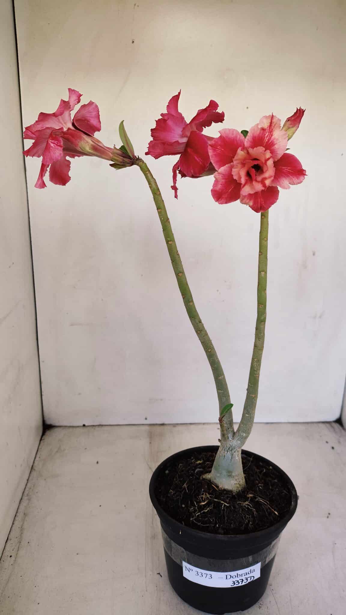 Planta Dobrada 3373 – 35cm – 03 anos - foto 2