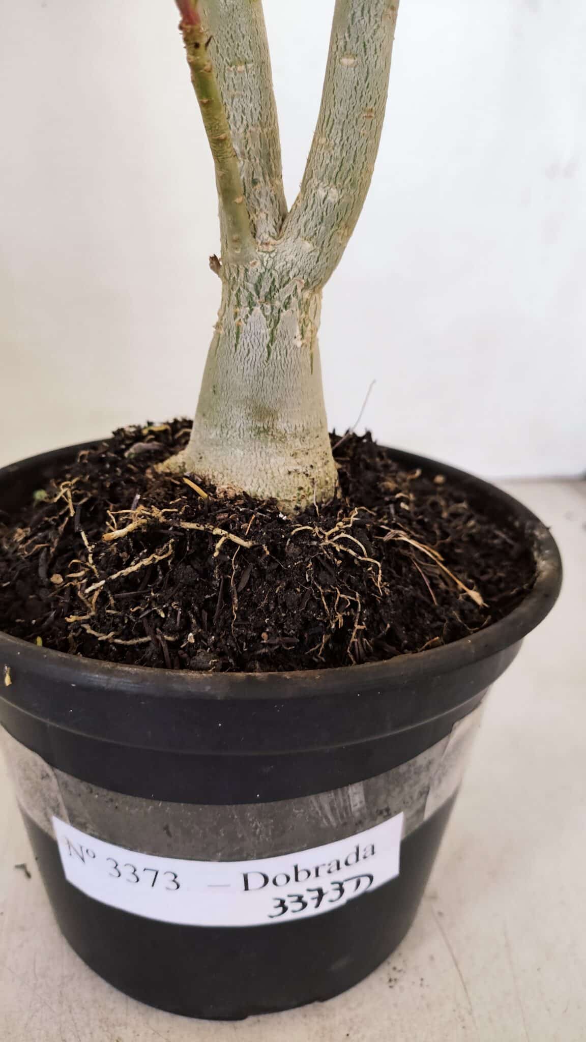 Planta Dobrada 3373 – 35cm – 03 anos - foto 6