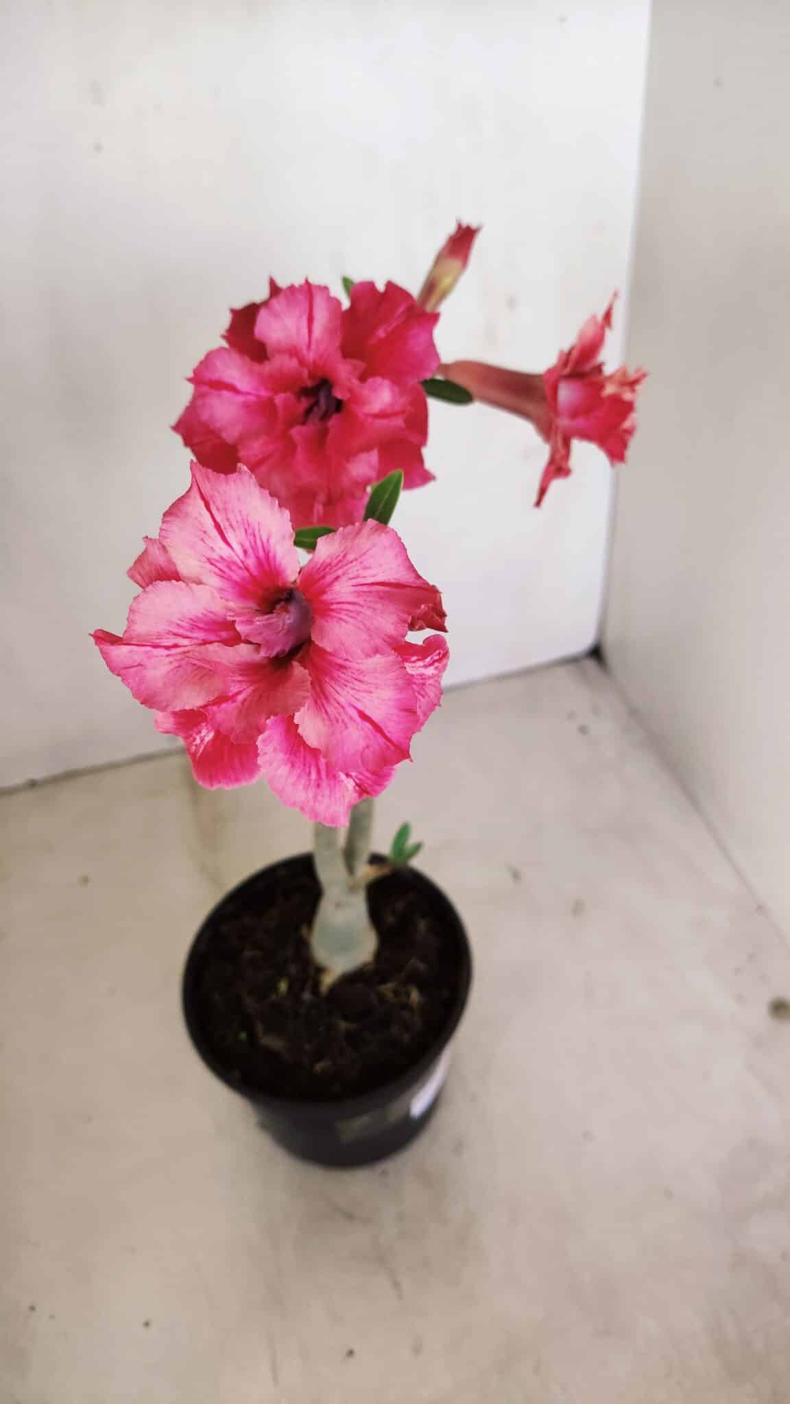 Planta Dobrada 3373 – 35cm – 03 anos - foto 4