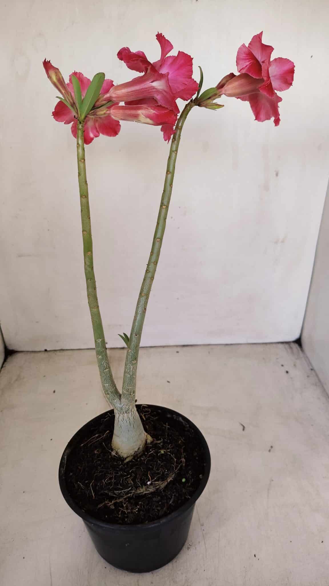 Planta Dobrada 3373 – 35cm – 03 anos - foto 5