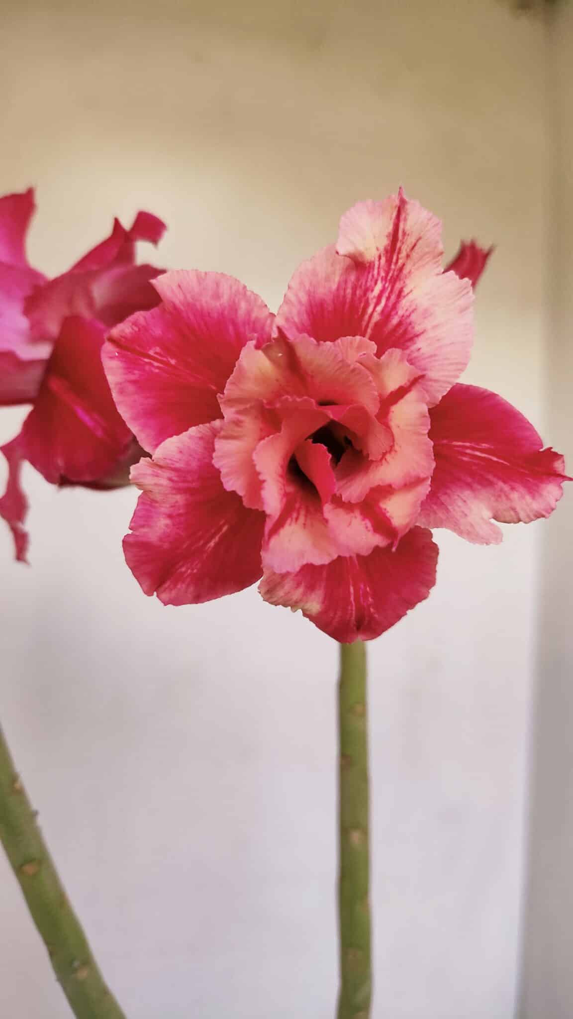 Planta Dobrada 3373 – 35cm – 03 anos - foto 3