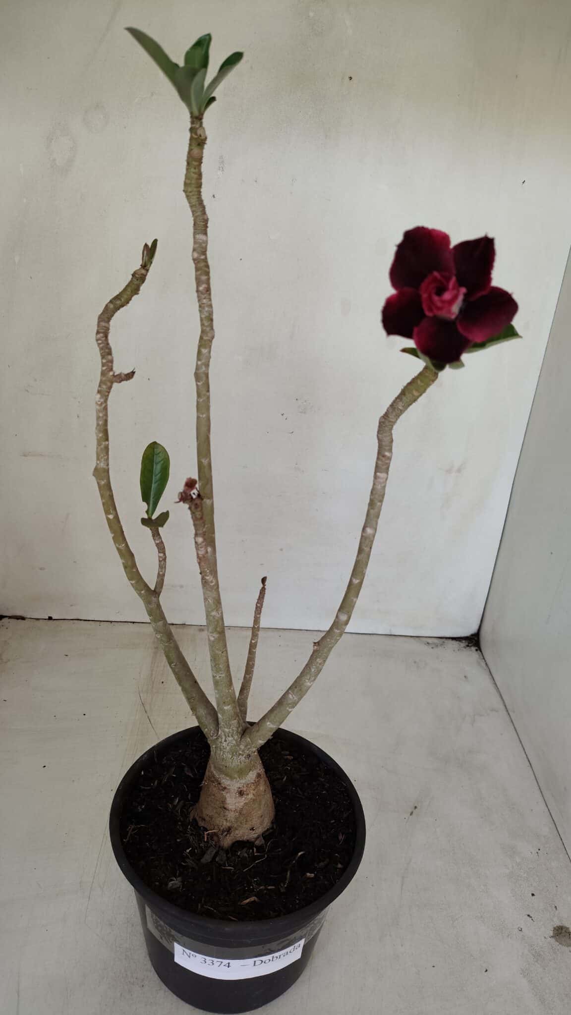 Planta Dobrada 3374 – 35cm – 03 anos - foto 2