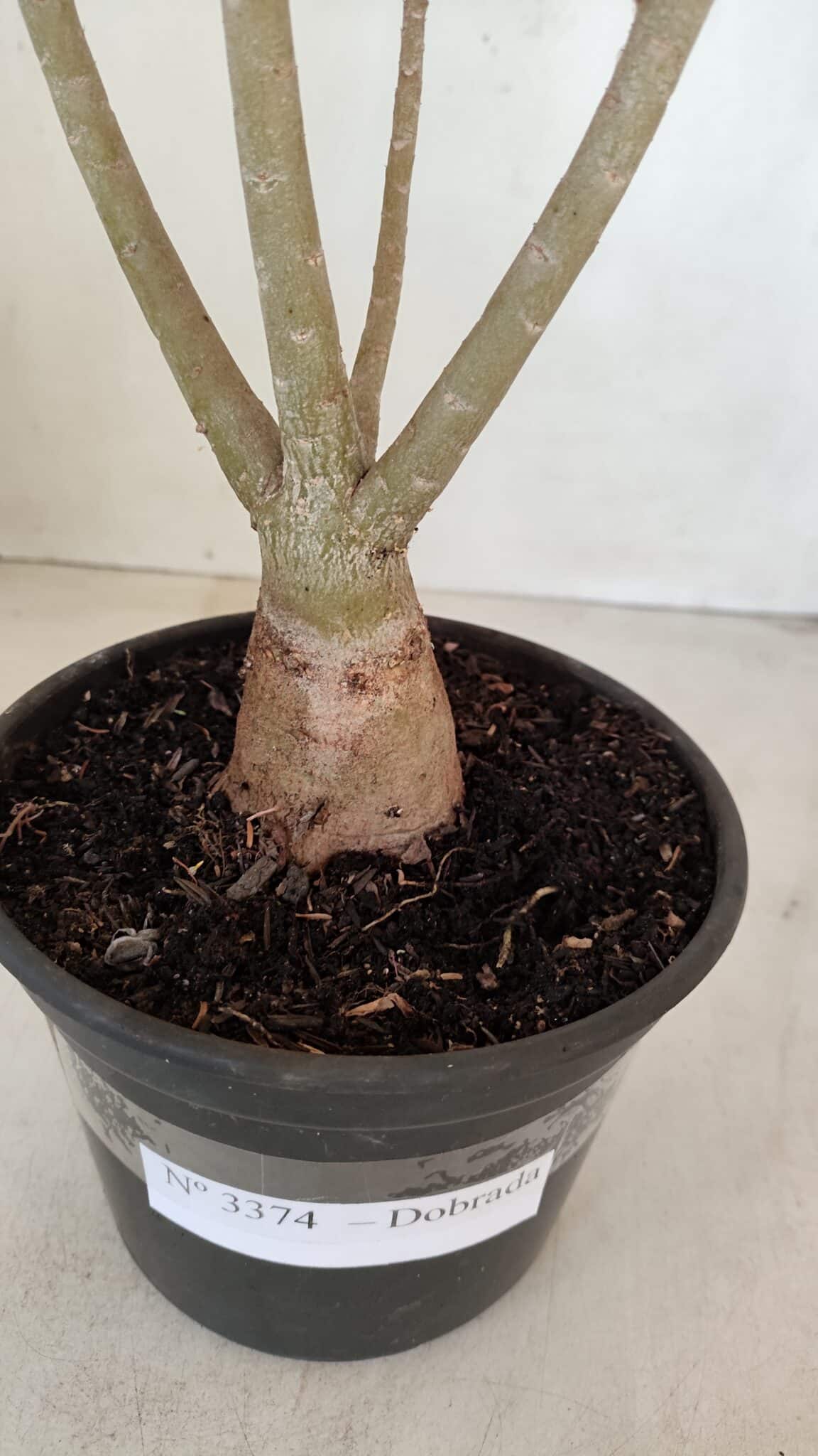 Planta Dobrada 3374 – 35cm – 03 anos - foto 7