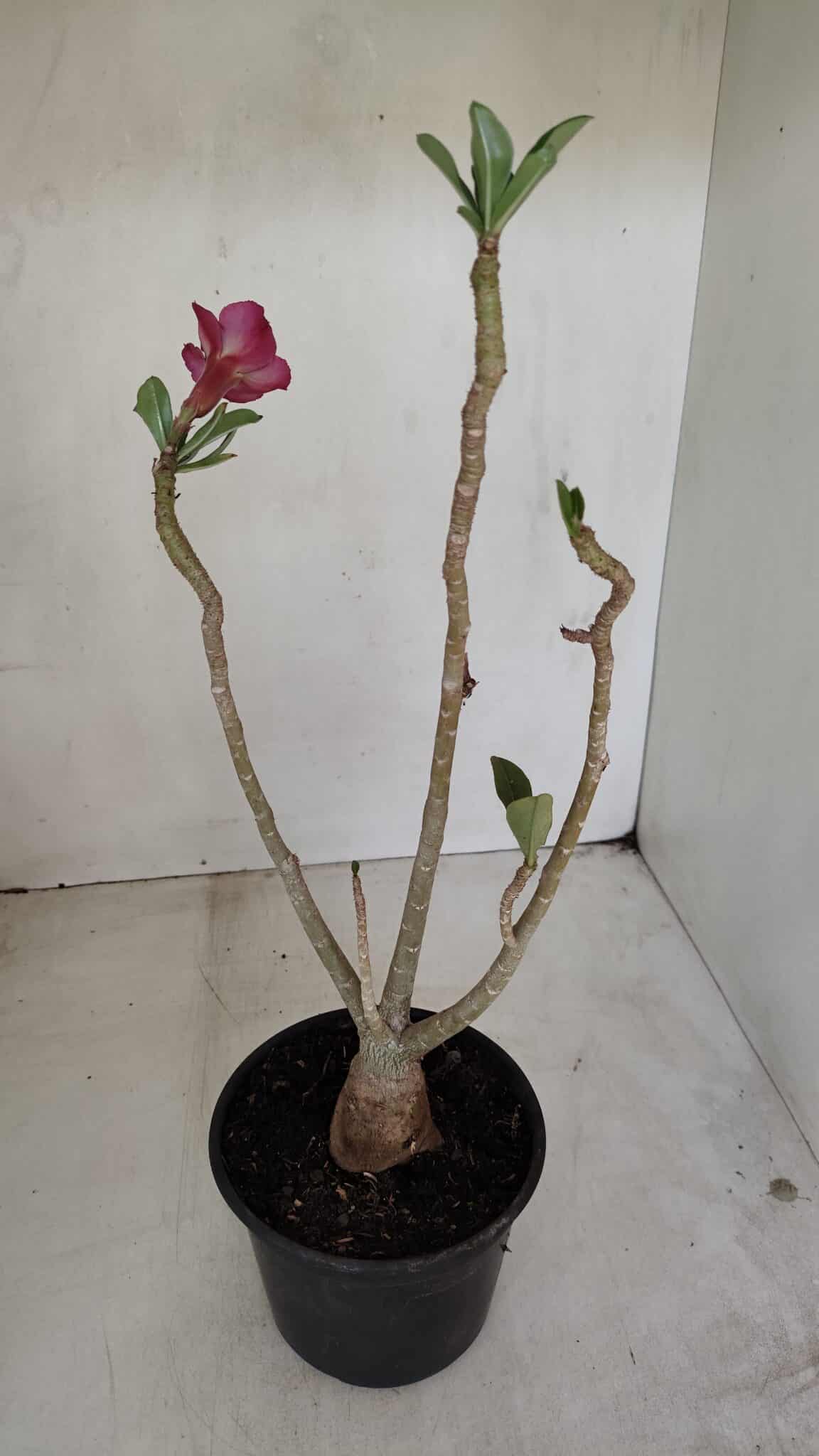 Planta Dobrada 3374 – 35cm – 03 anos - foto 6