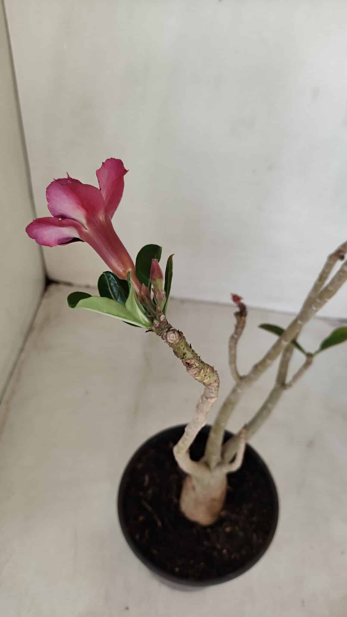 Planta Dobrada 3374 – 35cm – 03 anos - foto 5