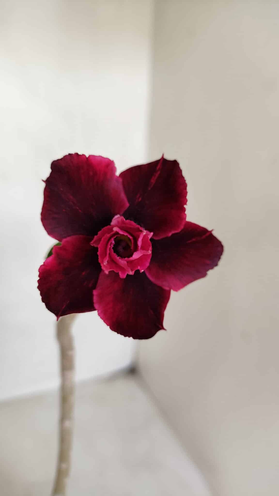 Planta Dobrada 3374 – 35cm – 03 anos - foto 3