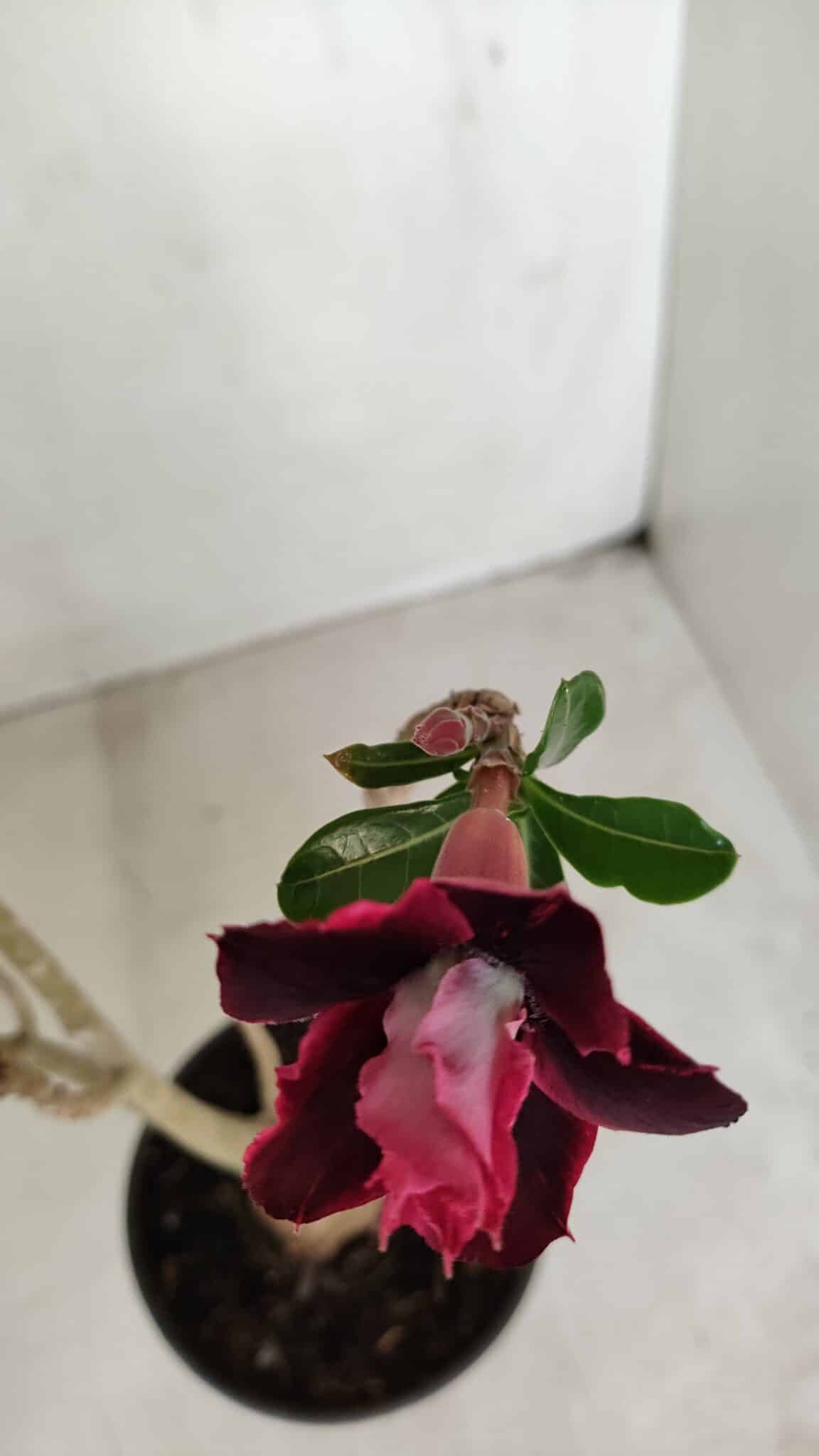 Planta Dobrada 3374 – 35cm – 03 anos - foto 4