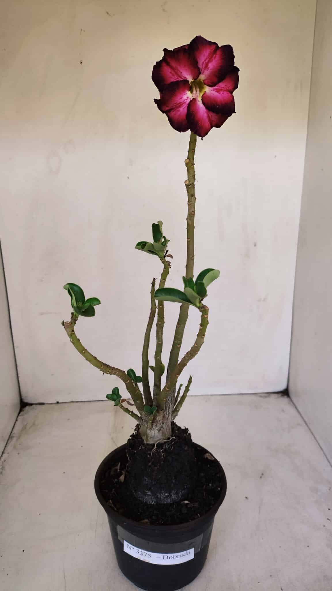 Planta Dobrada 3375 – 35cm – 03 anos - foto 2
