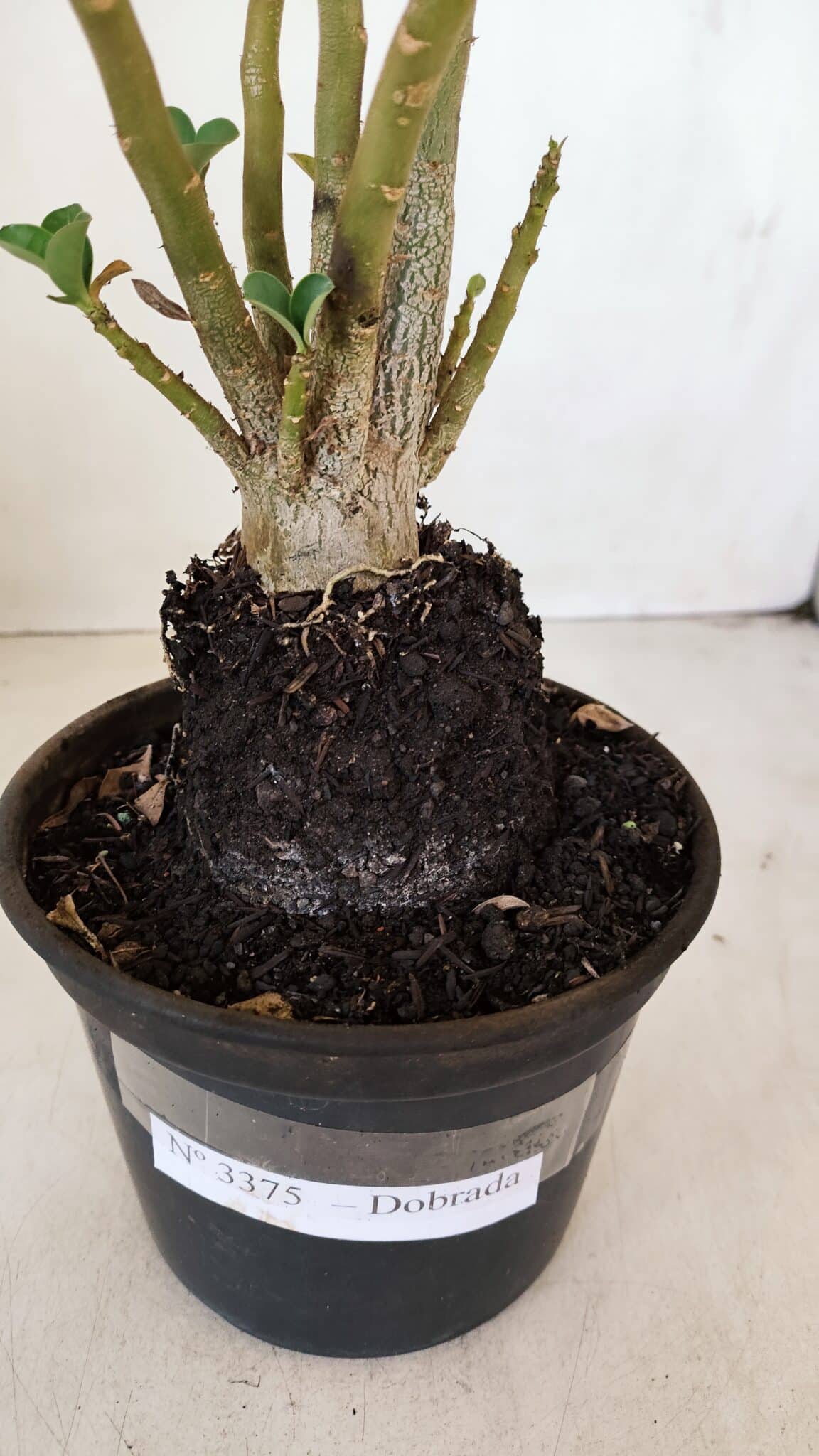 Planta Dobrada 3375 – 35cm – 03 anos - foto 7