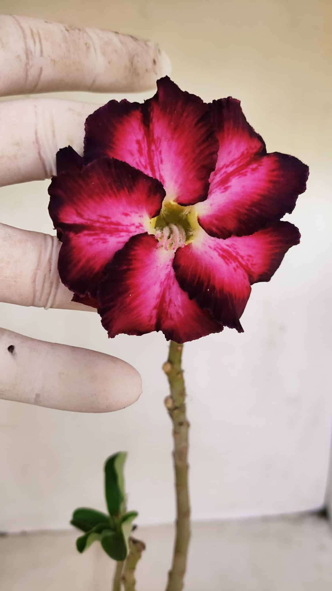 Planta Dobrada 3375 – 35cm – 03 anos - foto 4