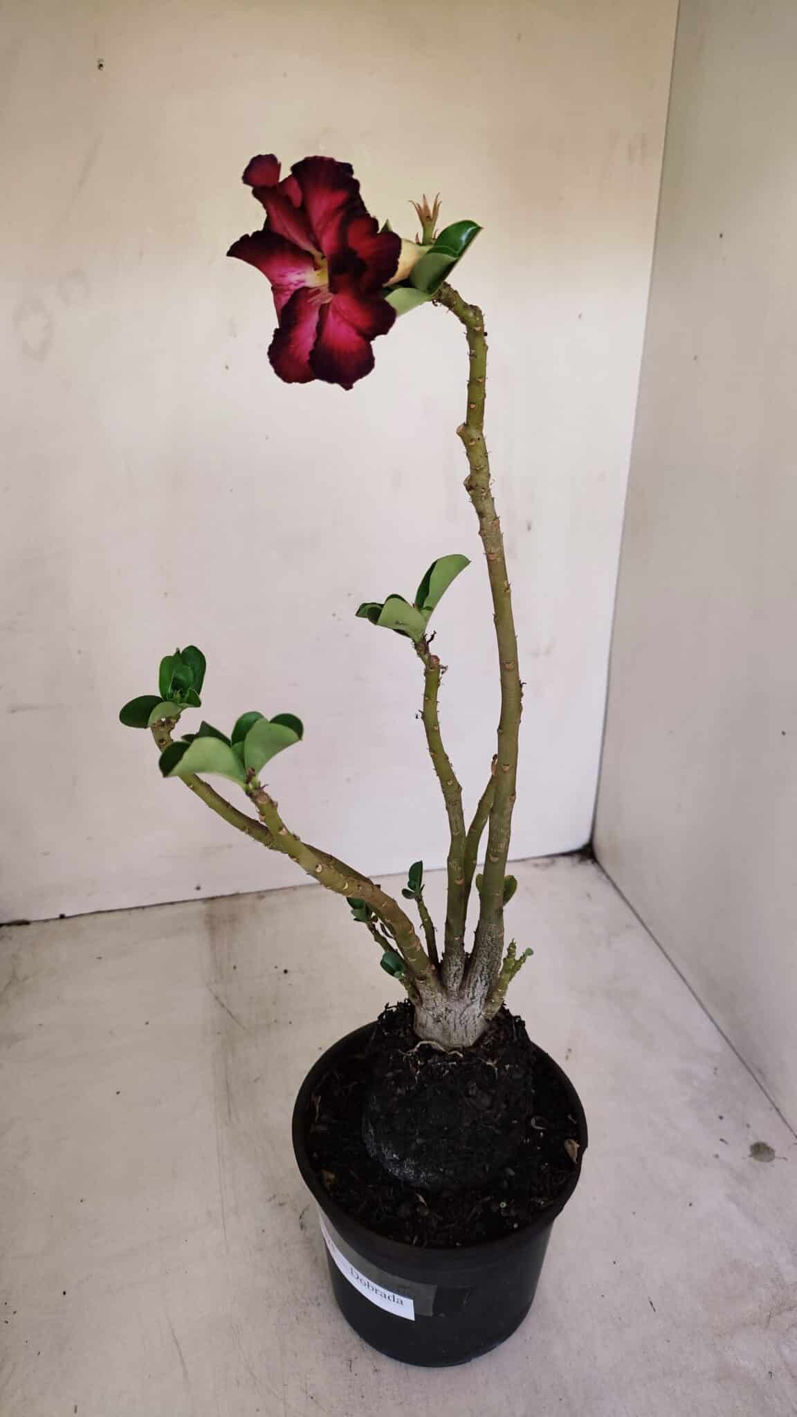 Planta Dobrada 3375 – 35cm – 03 anos - foto 6