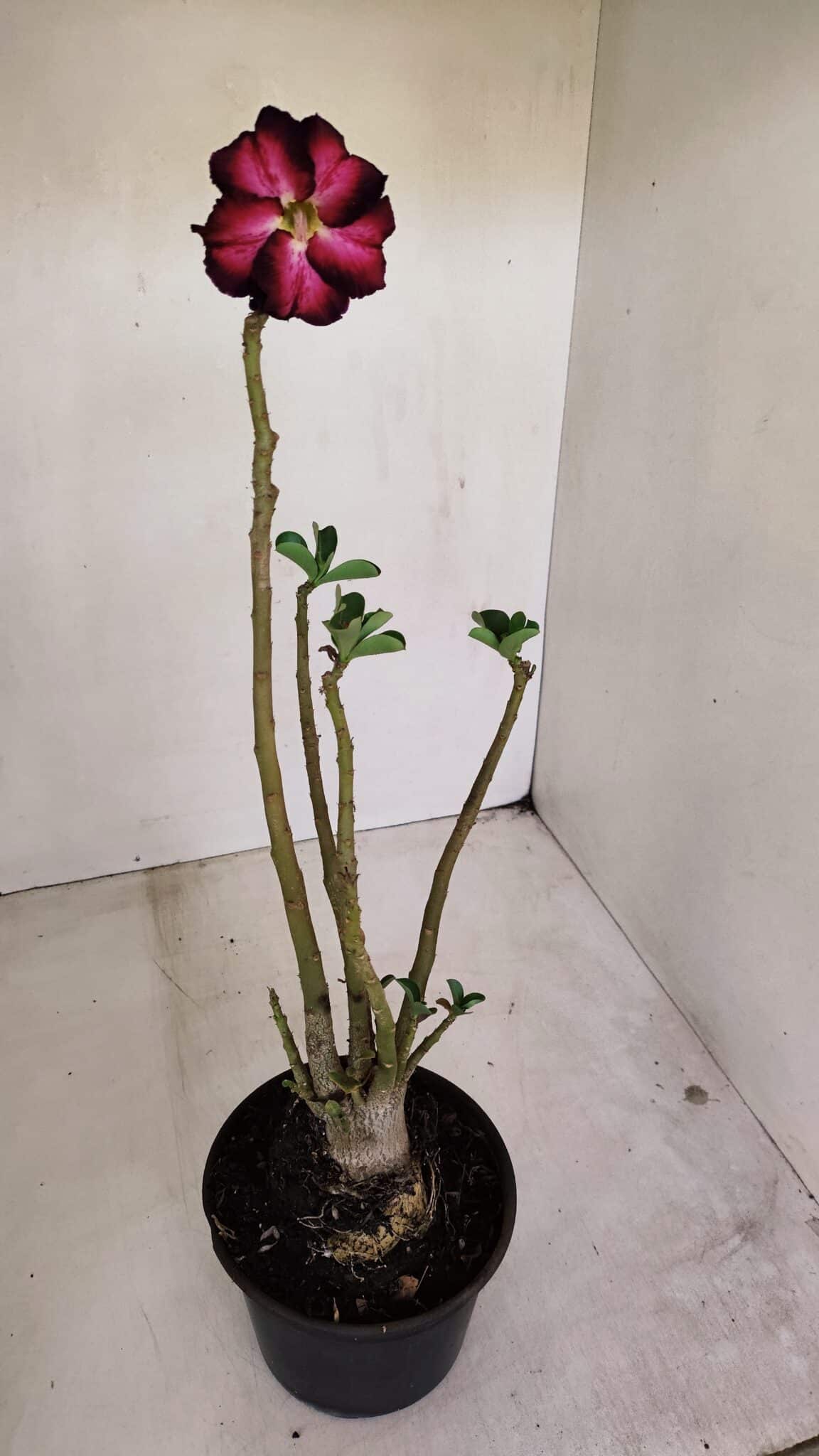 Planta Dobrada 3375 – 35cm – 03 anos - foto 5