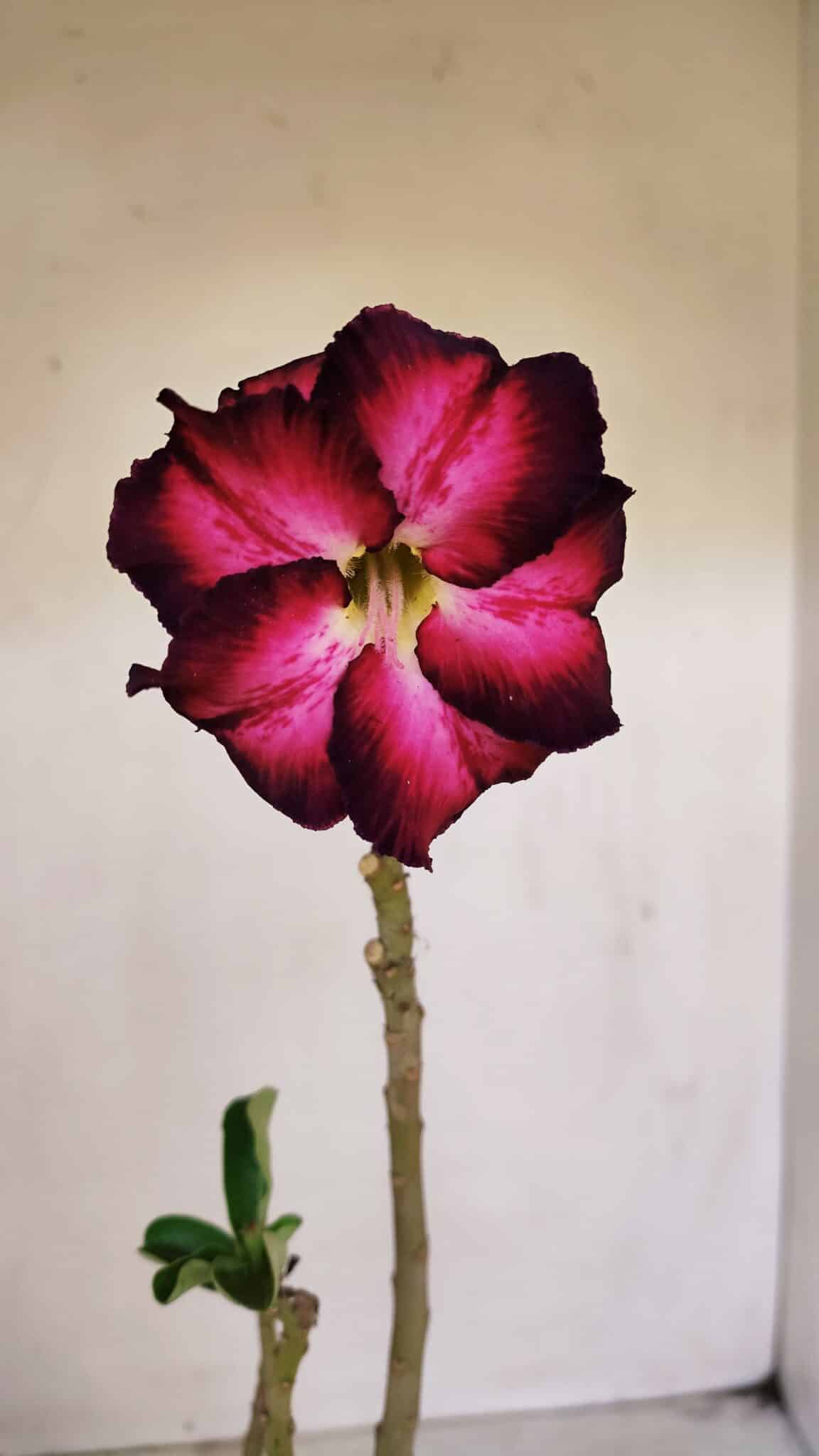 Planta Dobrada 3375 – 35cm – 03 anos - foto 3