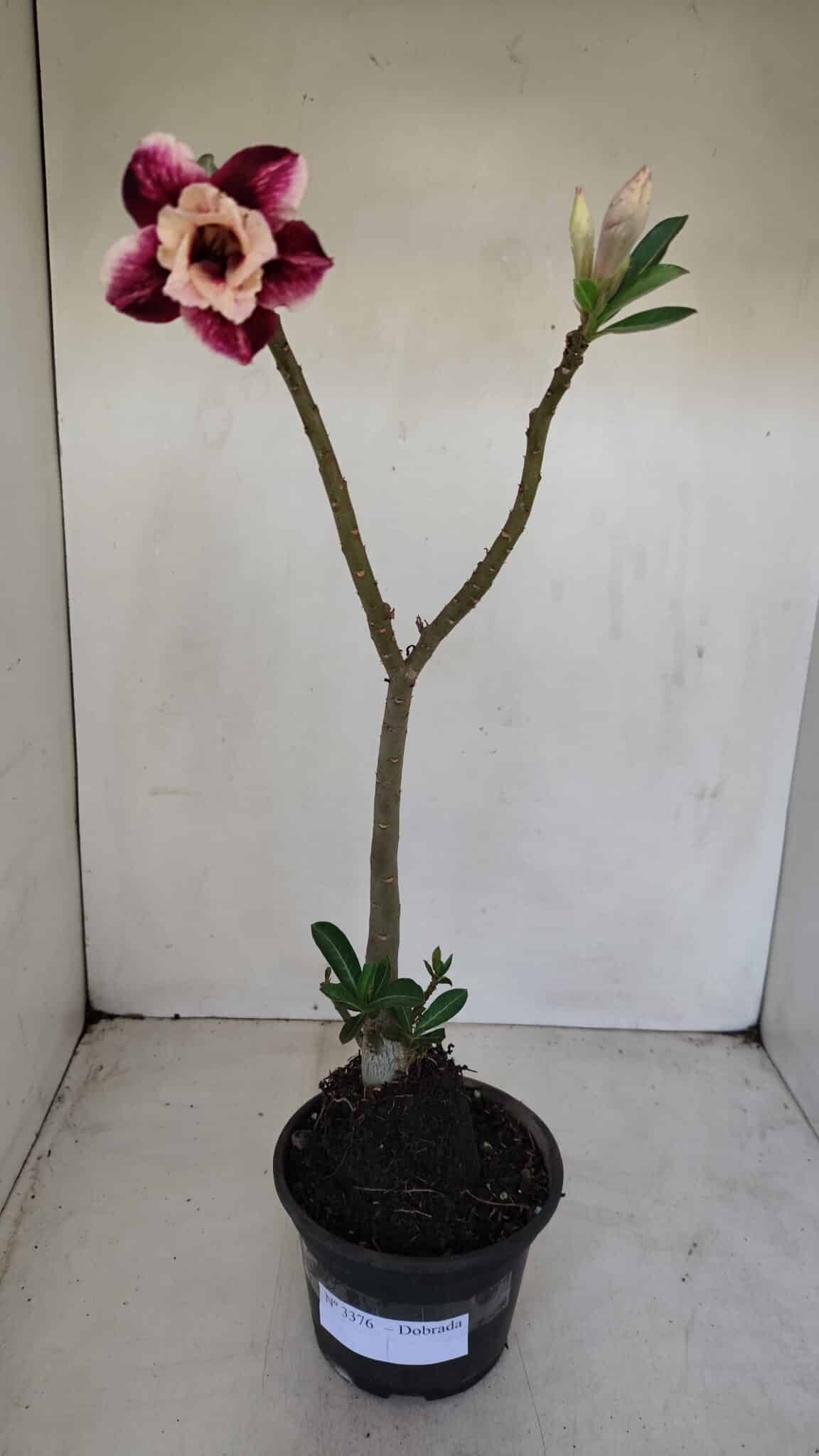 Planta Dobrada 3376 – 35cm – 03 anos - foto 2