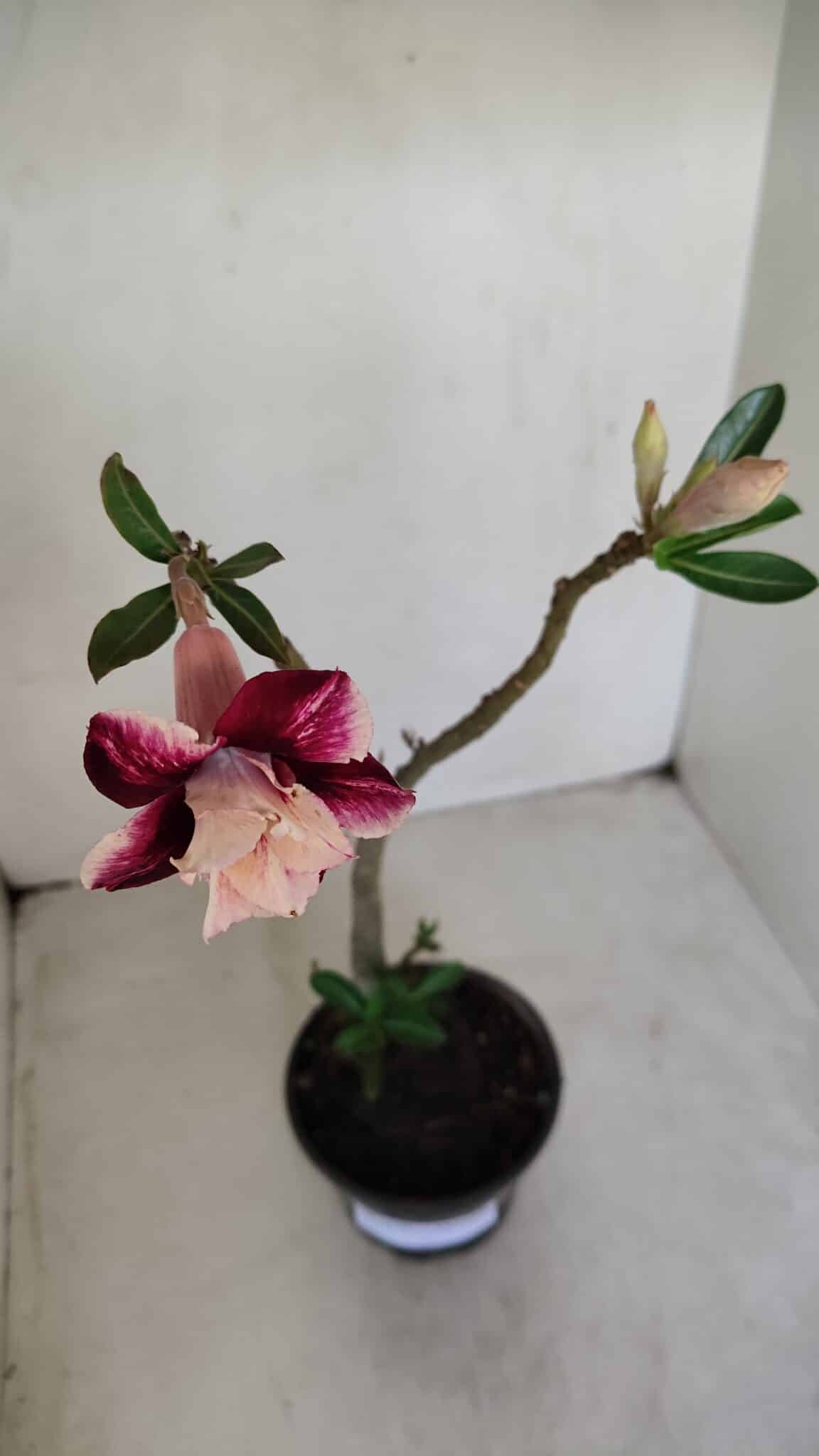 Planta Dobrada 3376 – 35cm – 03 anos - foto 4