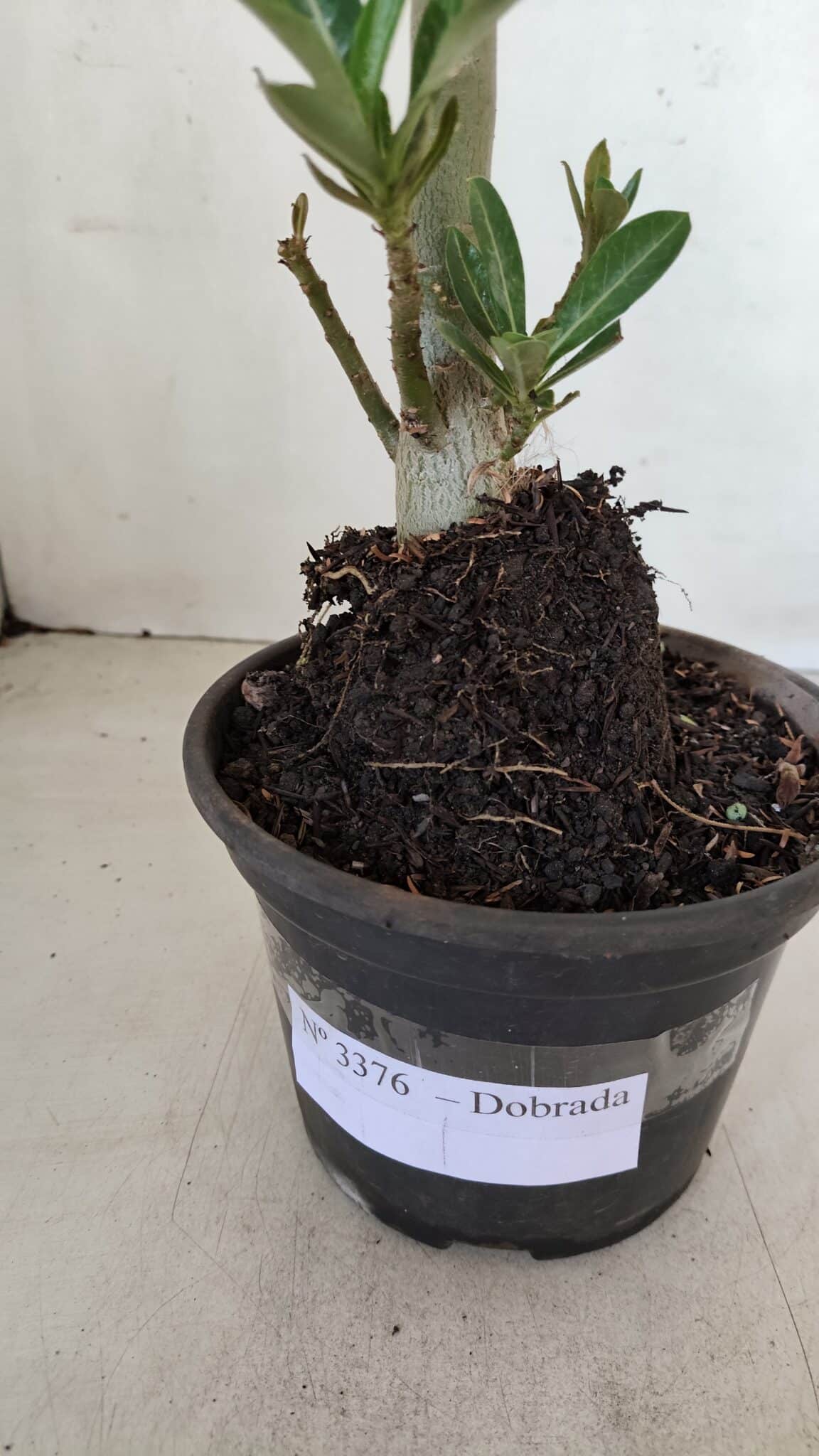 Planta Dobrada 3376 – 35cm – 03 anos - foto 7