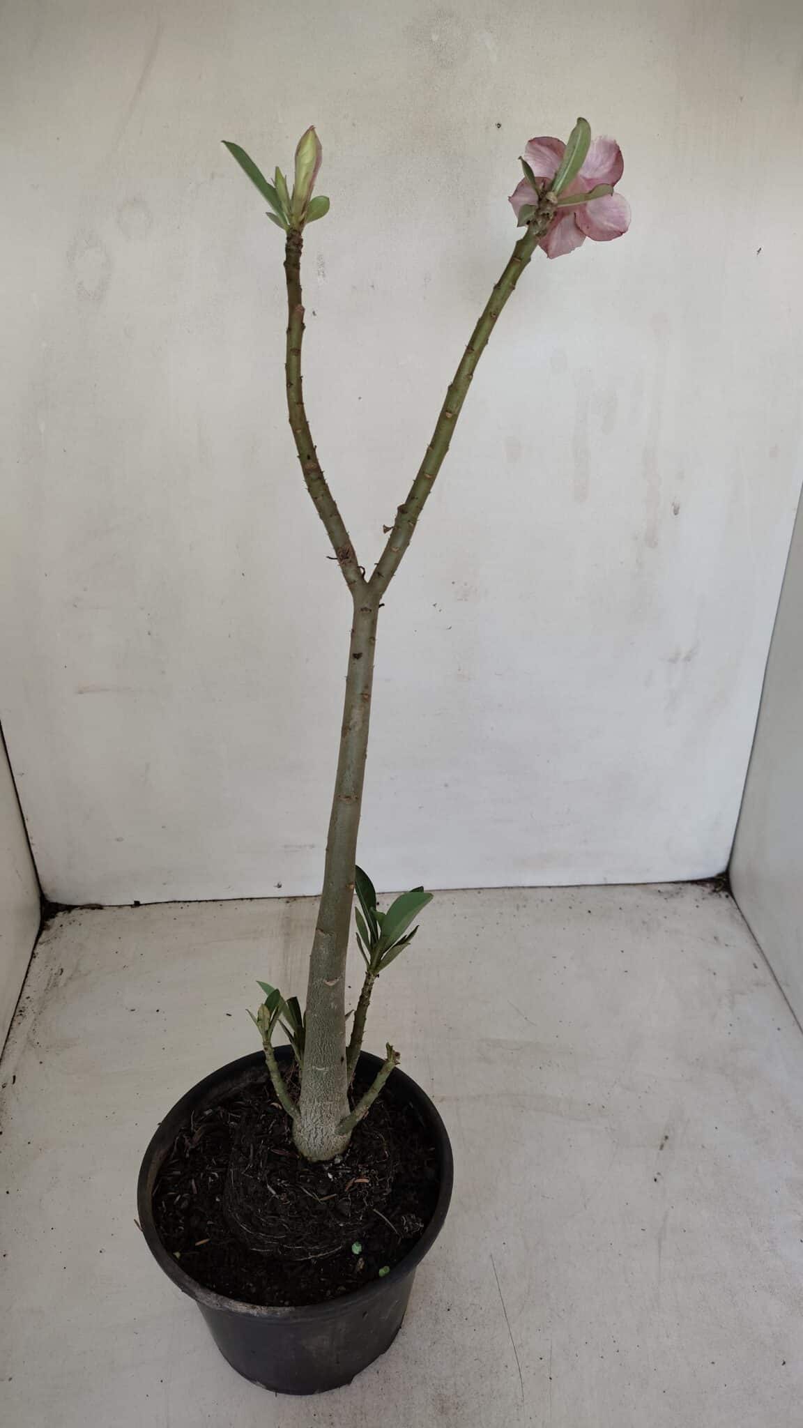 Planta Dobrada 3376 – 35cm – 03 anos - foto 6