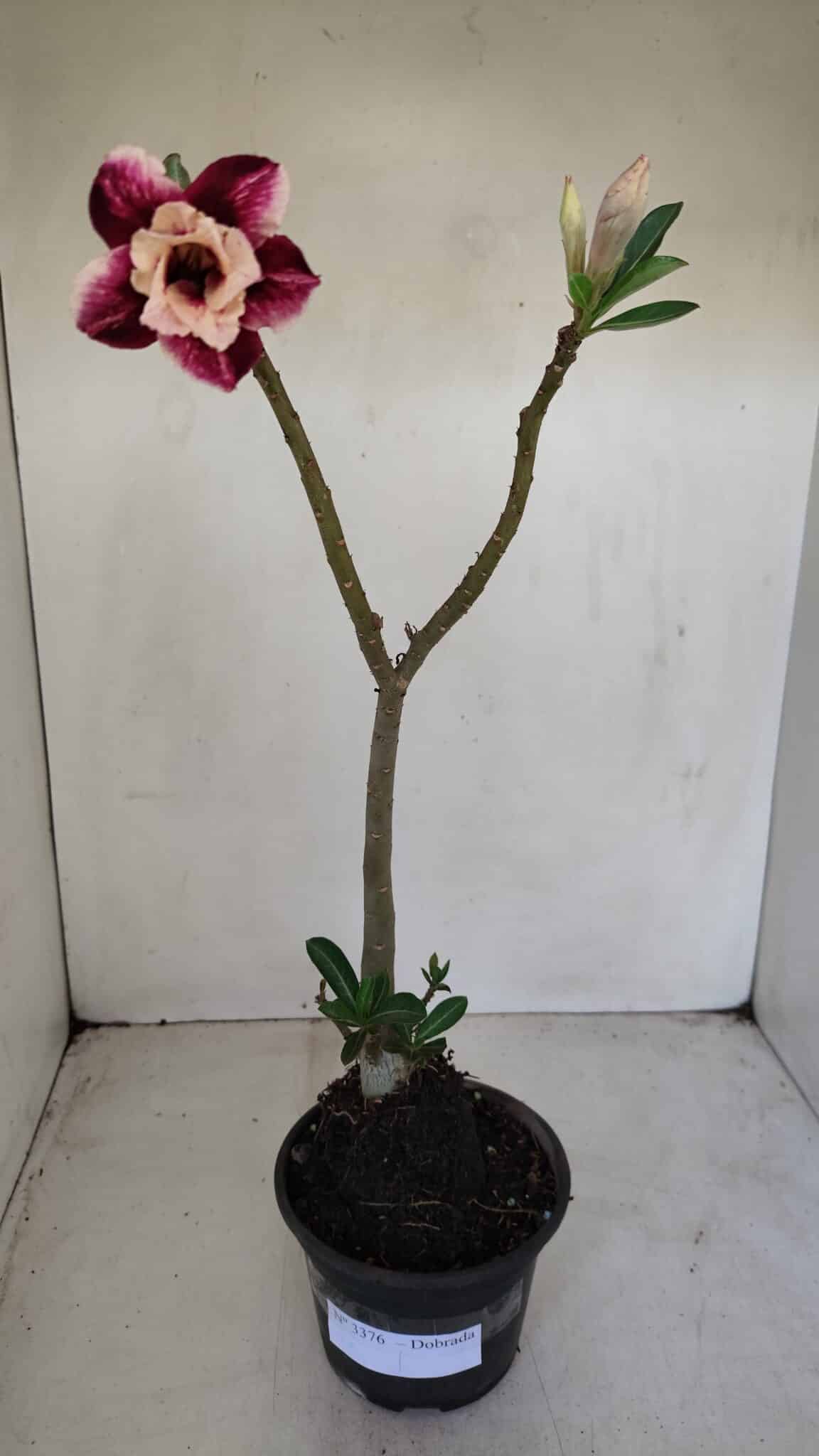 Planta Dobrada 3376 – 35cm – 03 anos - foto 5