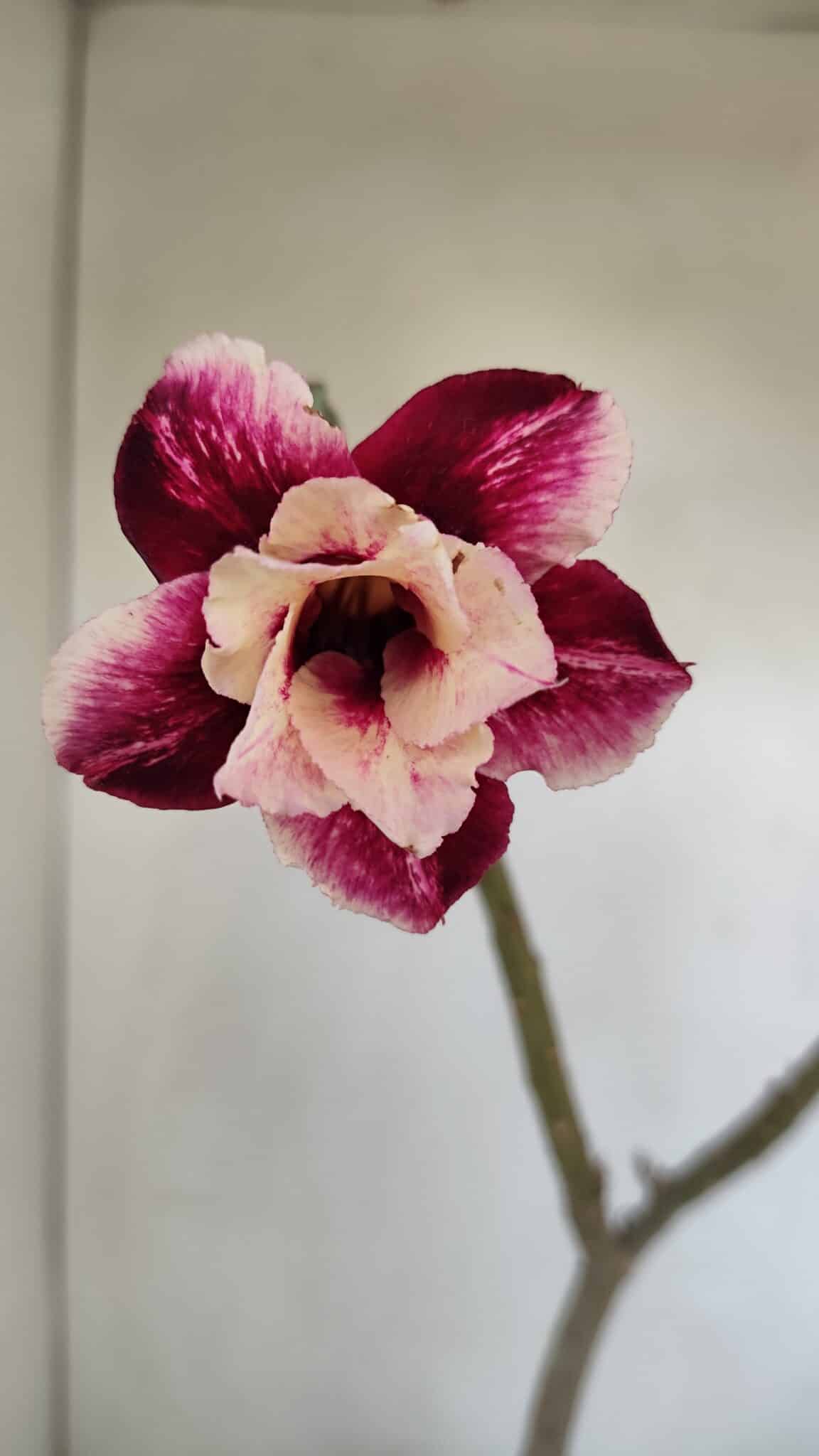 Planta Dobrada 3376 – 35cm – 03 anos - foto 3