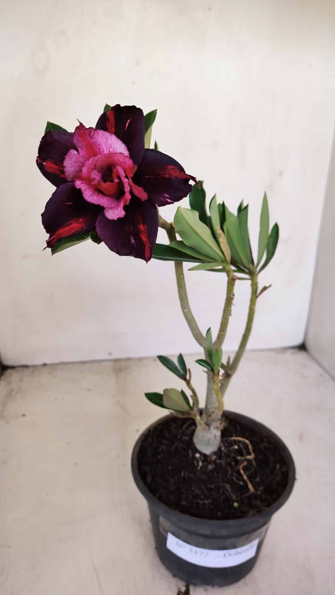 Planta Dobrada 3377 – 35cm – 03 anos - foto 2