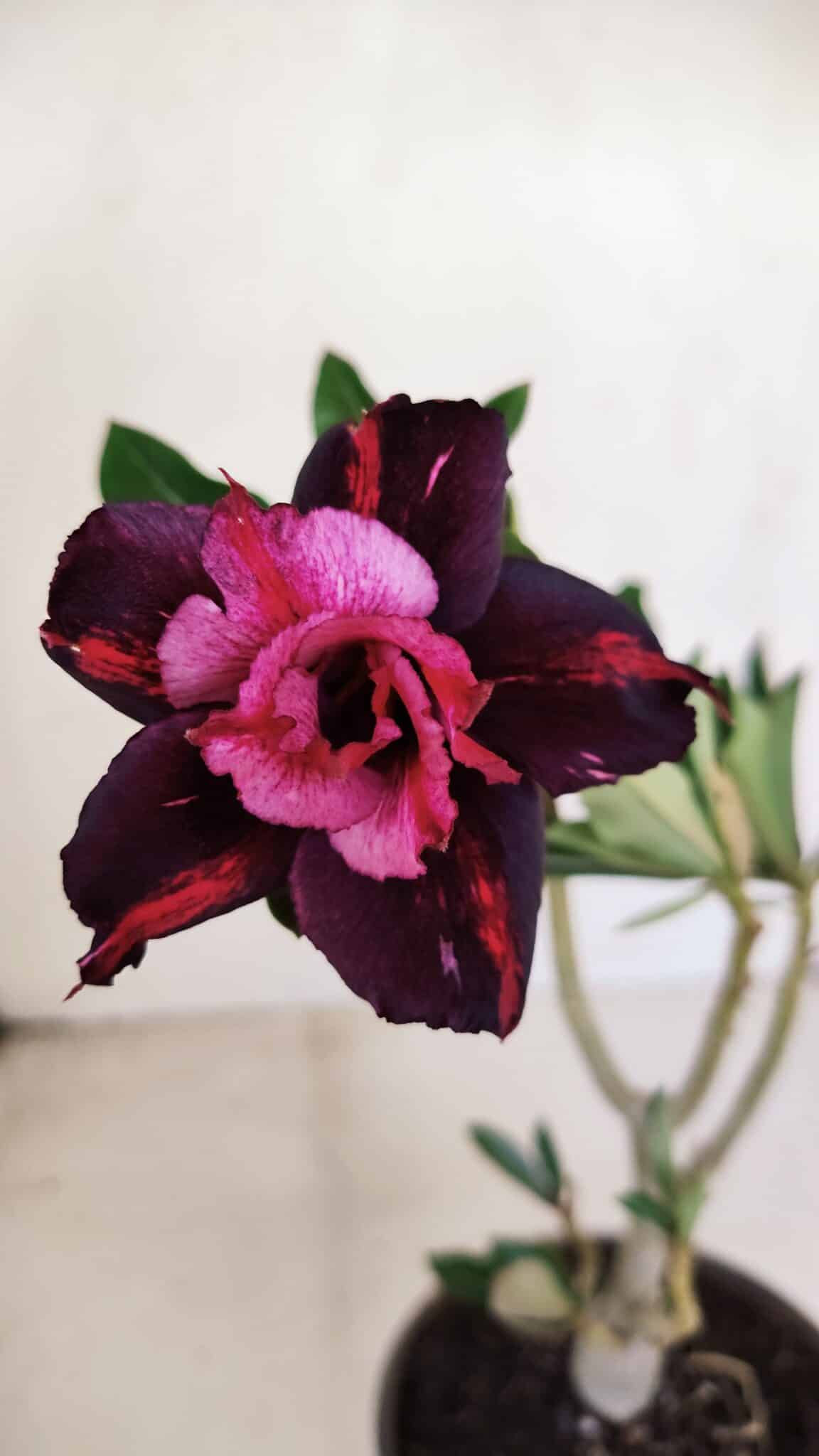 Planta Dobrada 3377 – 35cm – 03 anos - foto 3