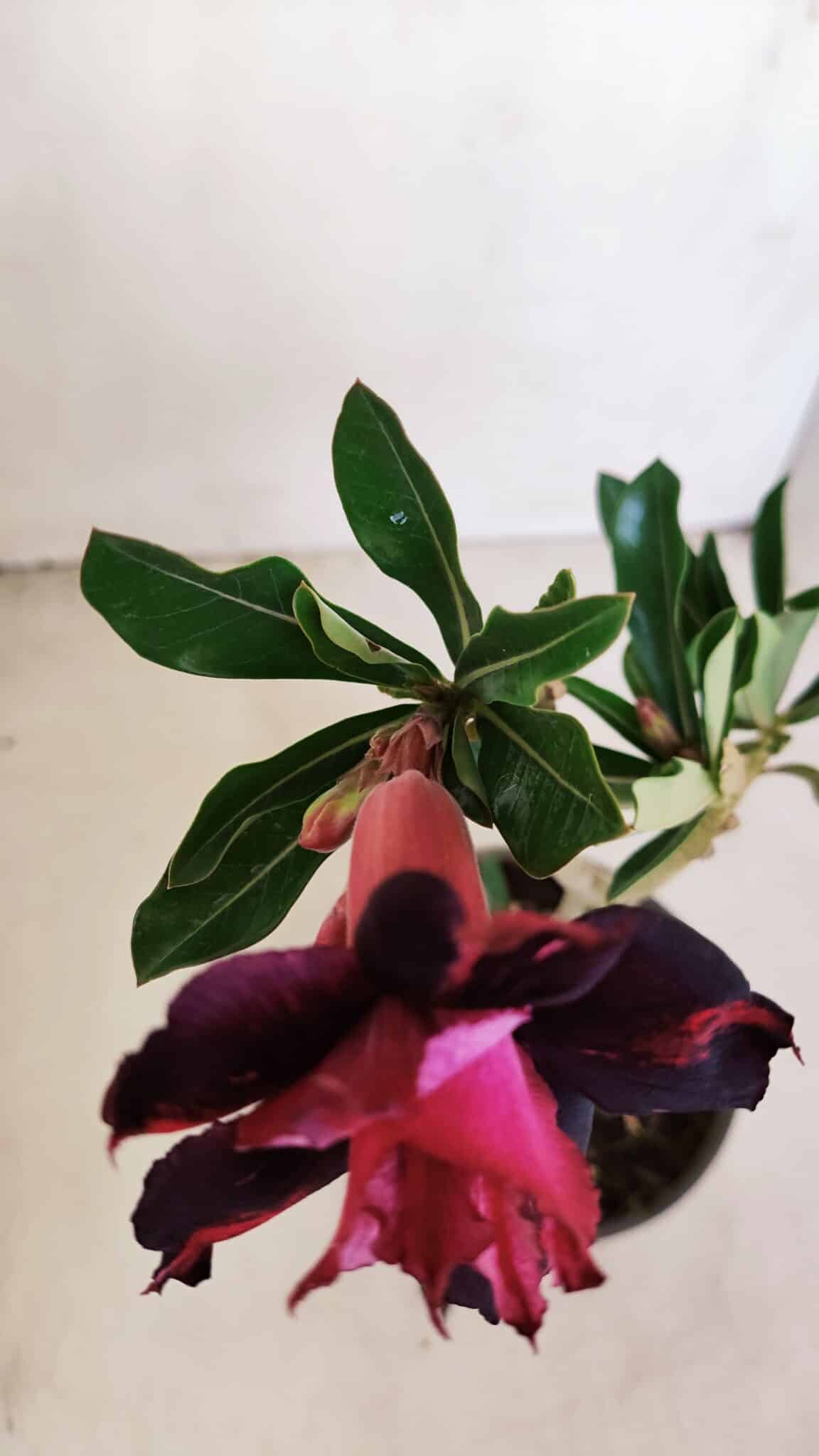 Planta Dobrada 3377 – 35cm – 03 anos - foto 4