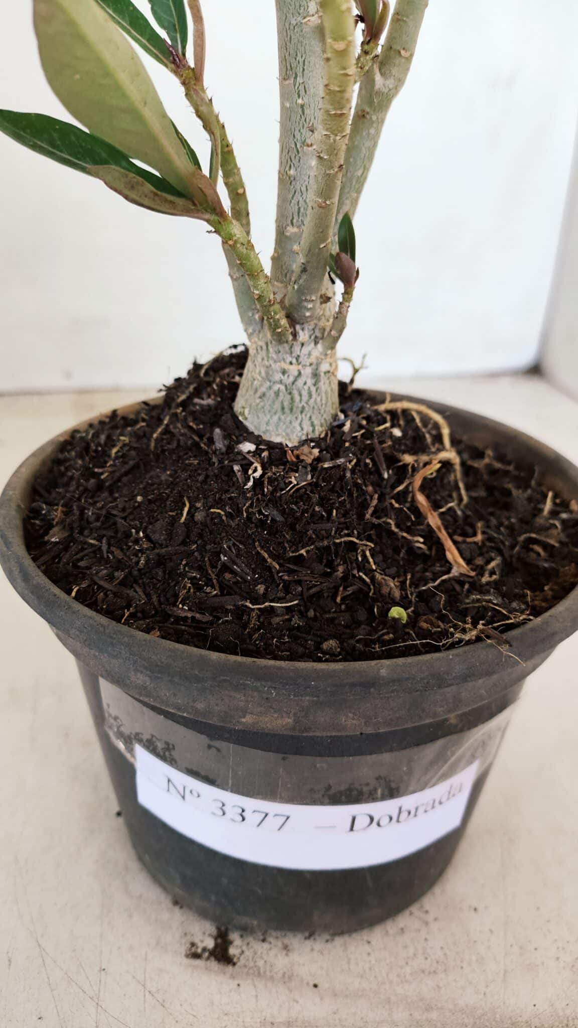 Planta Dobrada 3377 – 35cm – 03 anos - foto 5