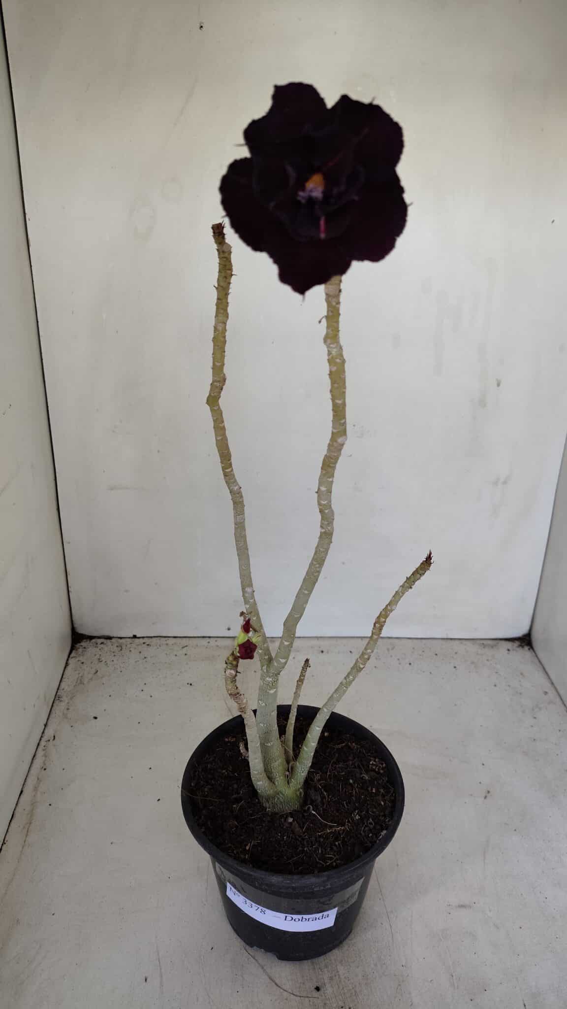 Planta Dobrada 3378 – 35cm – 03 anos - foto 2